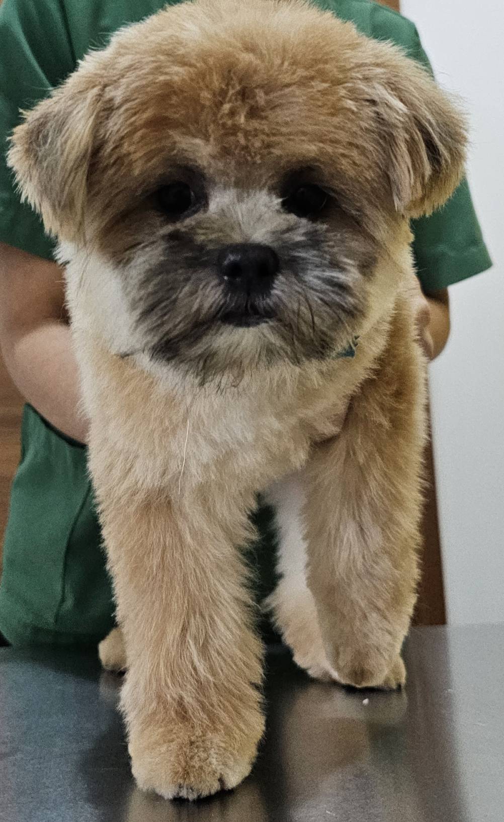 Lerthip Veterinary Animal Hospital, Bang Bo, Samut Prakan