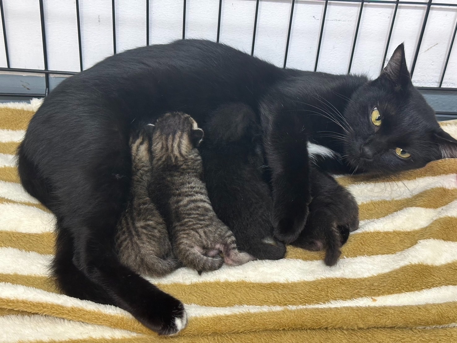 Ban Nam Daeng Animal Hospital