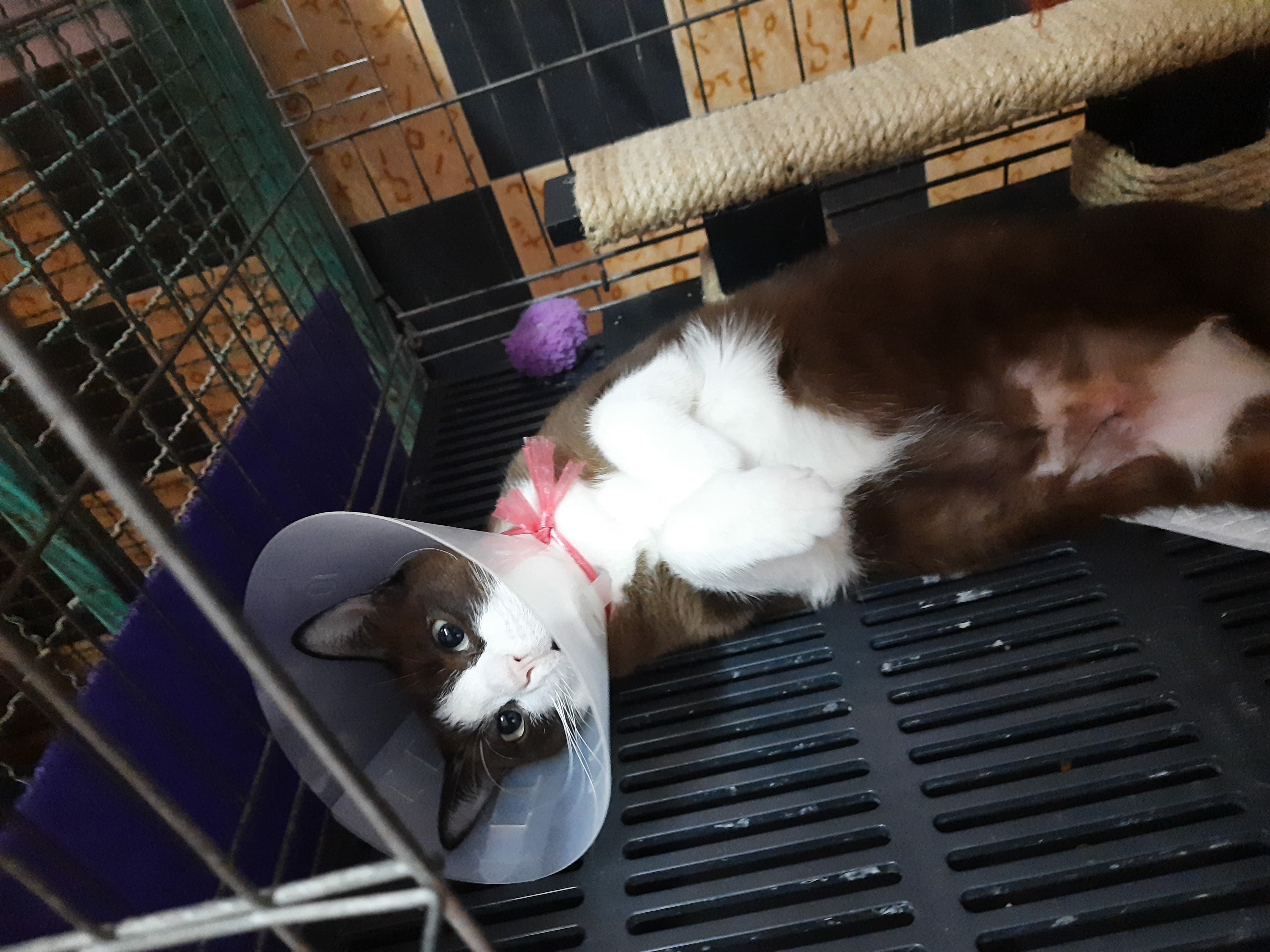 Boonsiri Animal Hospital