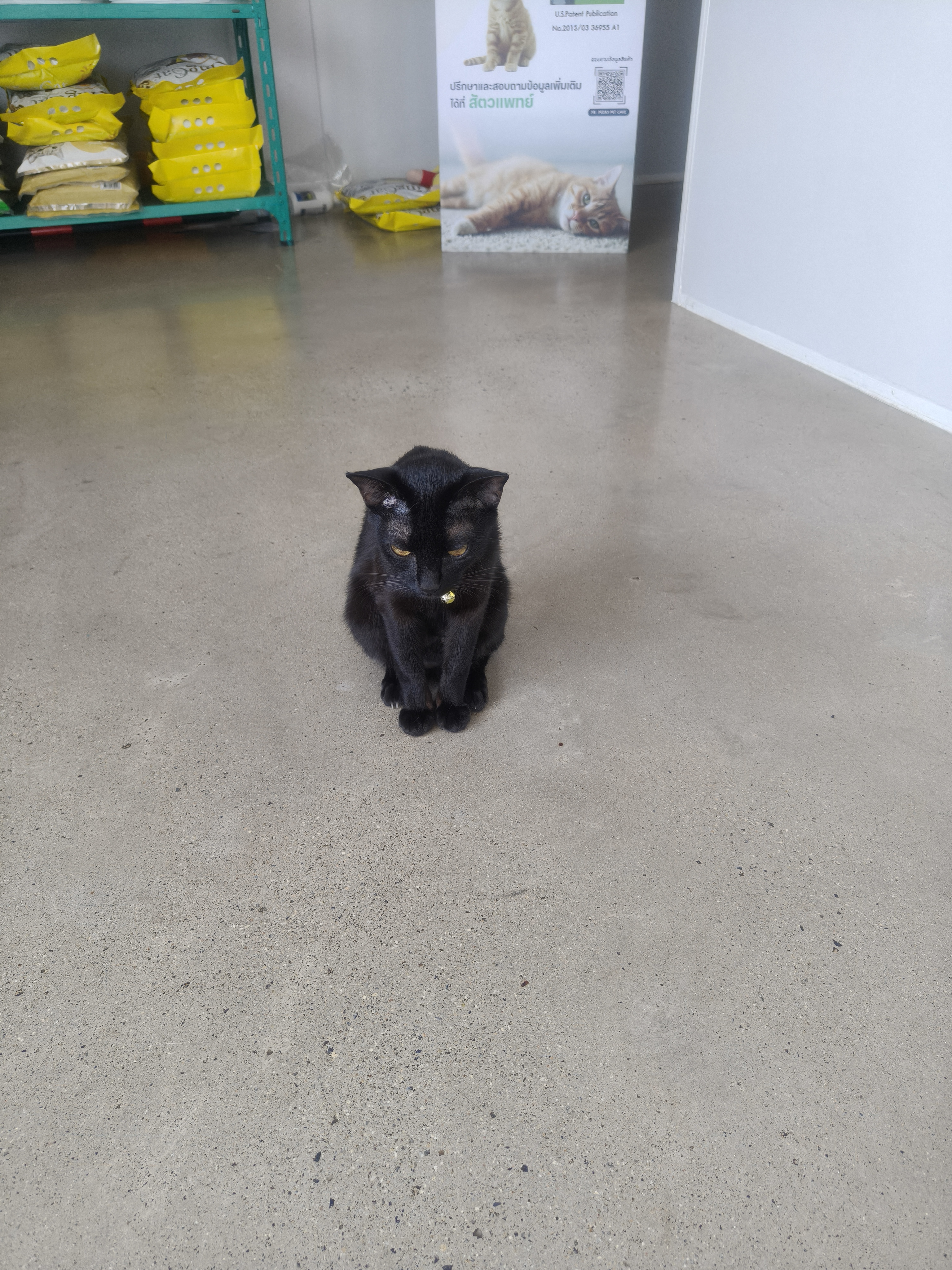 The animal hospital is well established