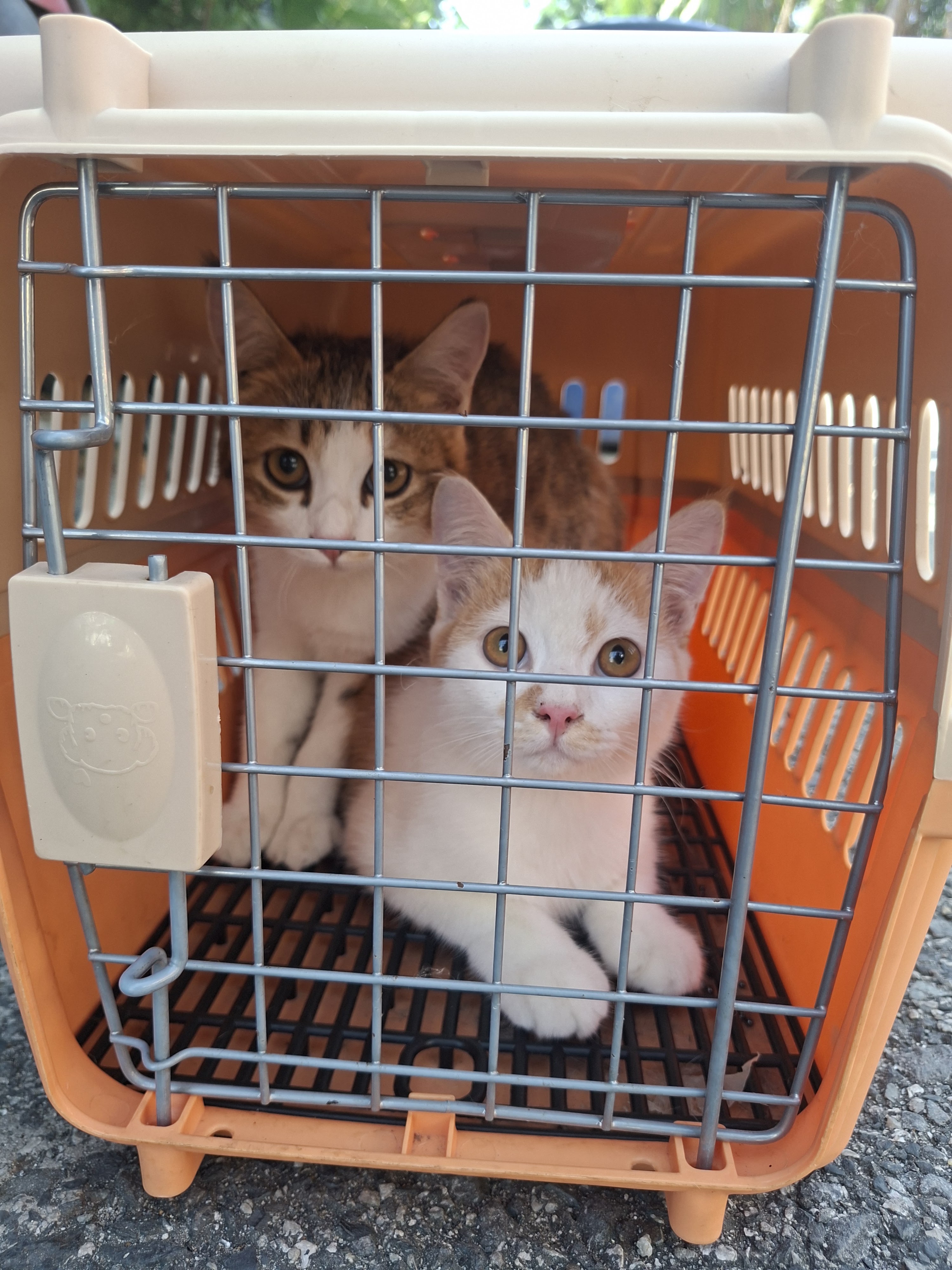 Muang Ek Veterinary Clinic (Bang Poo)