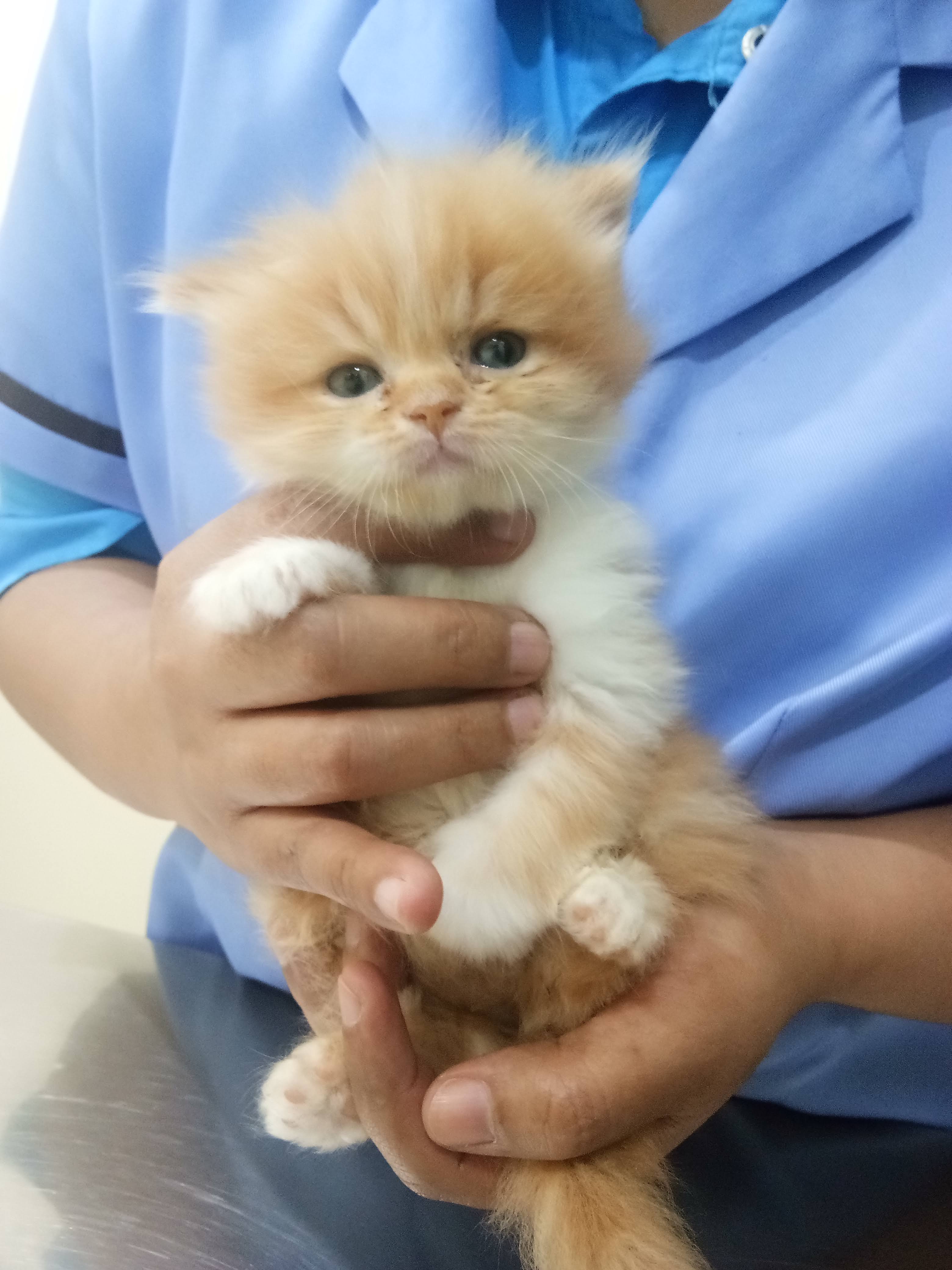 A.J. Animal Hospital