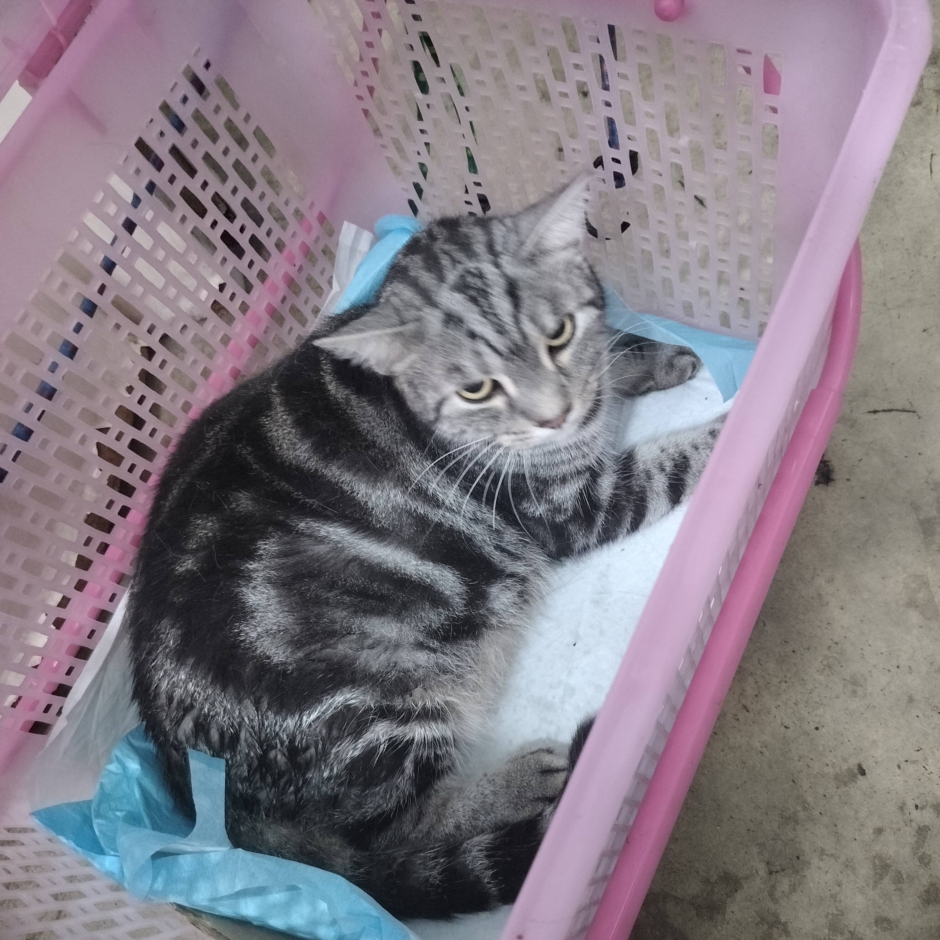 Nonsi Animal Treatment