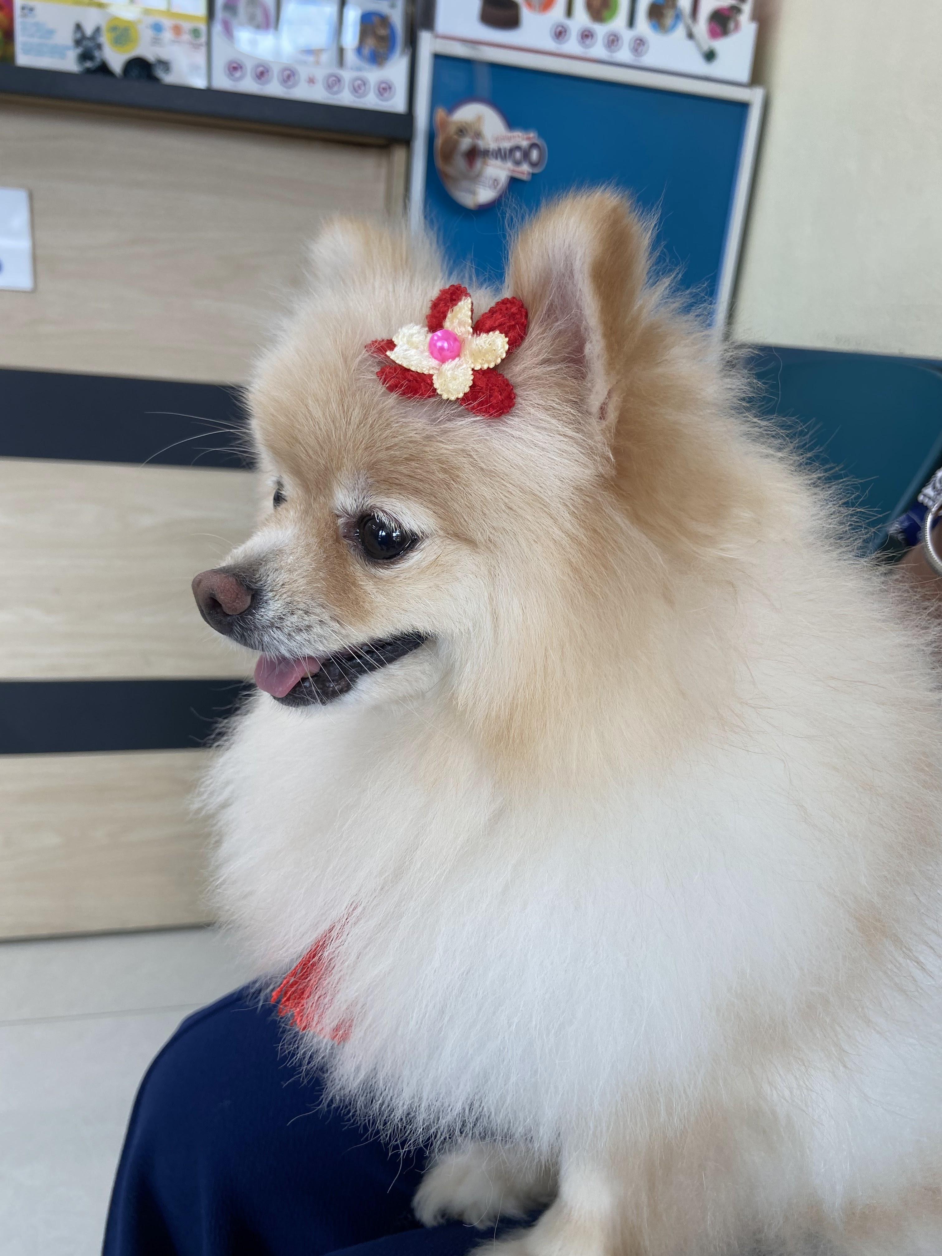 Bang Phli Animal Hospital