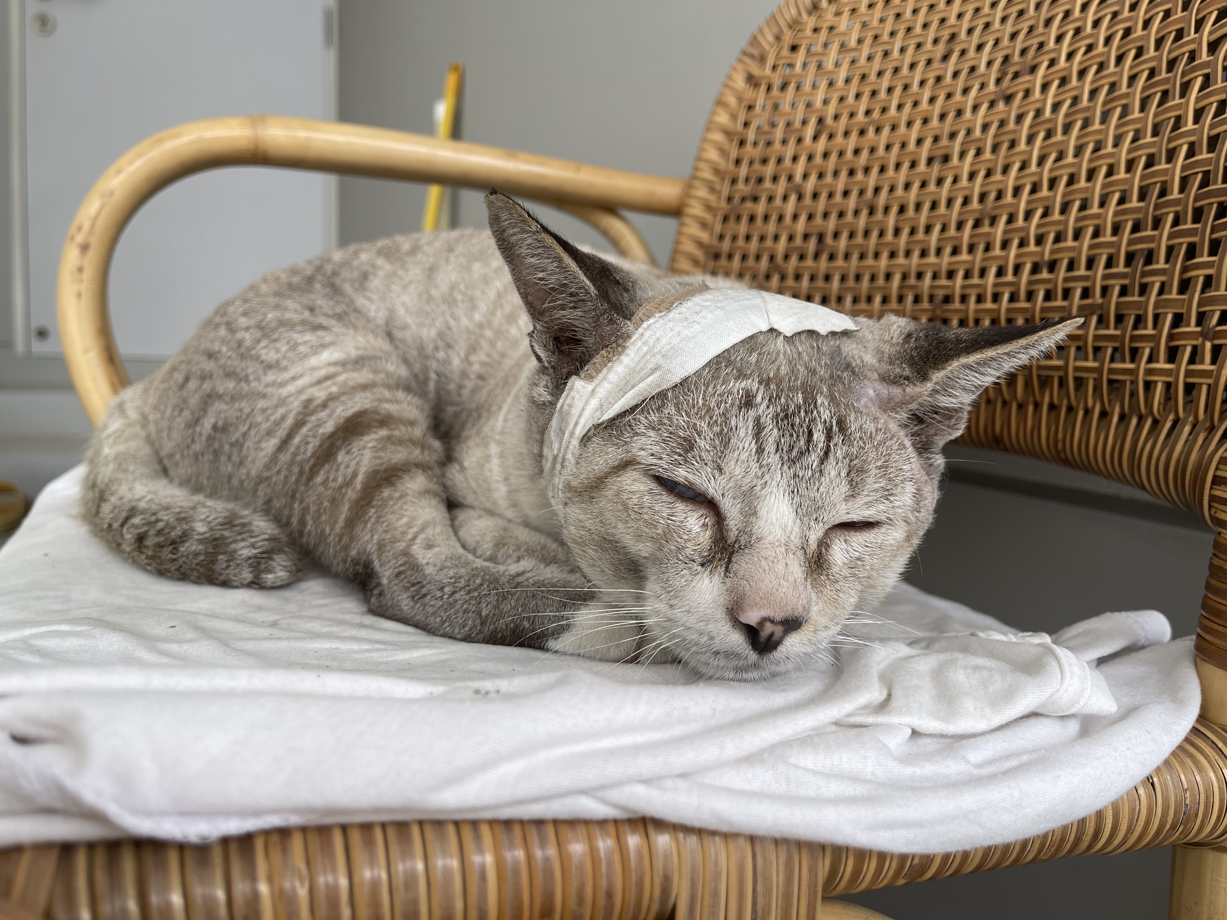 Animal Clinic Bang Chalong Bang Phli, Samut Prakan