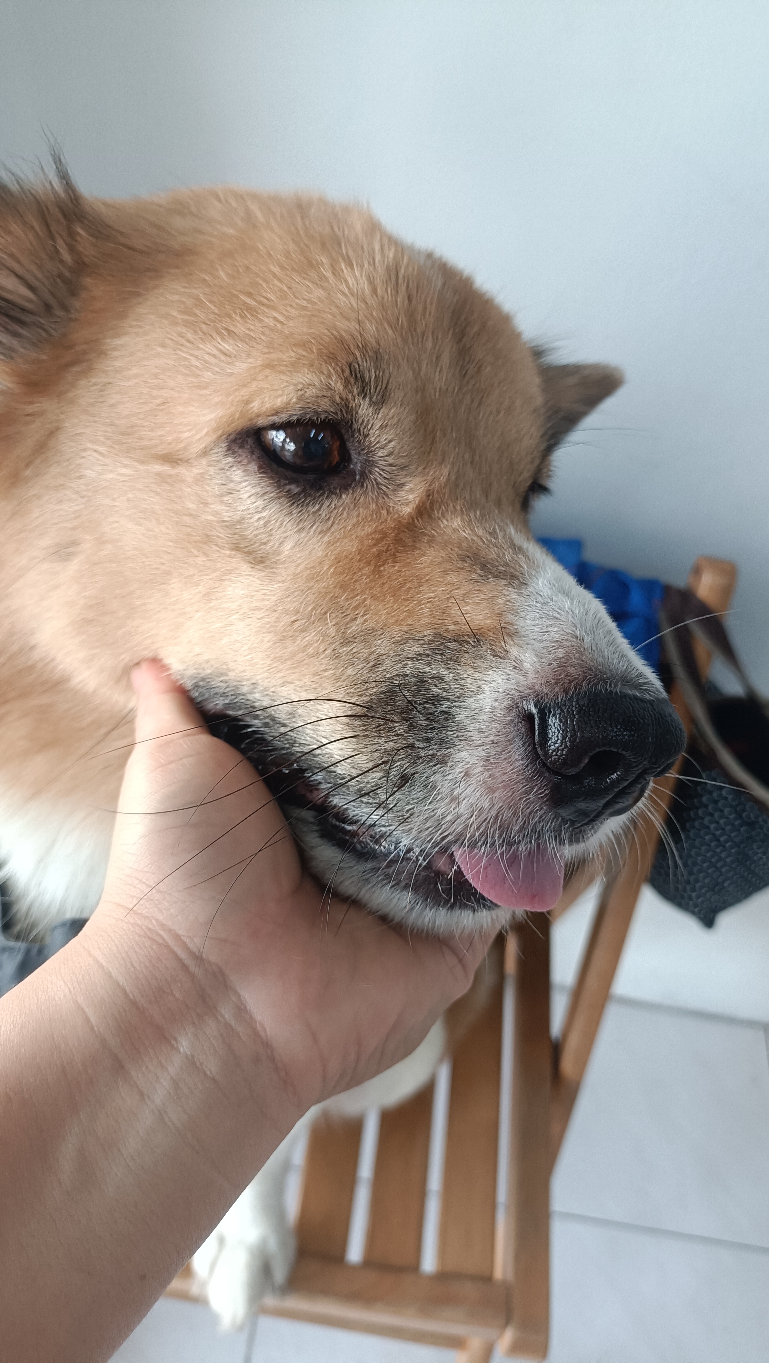 Bang Bo Veterinary