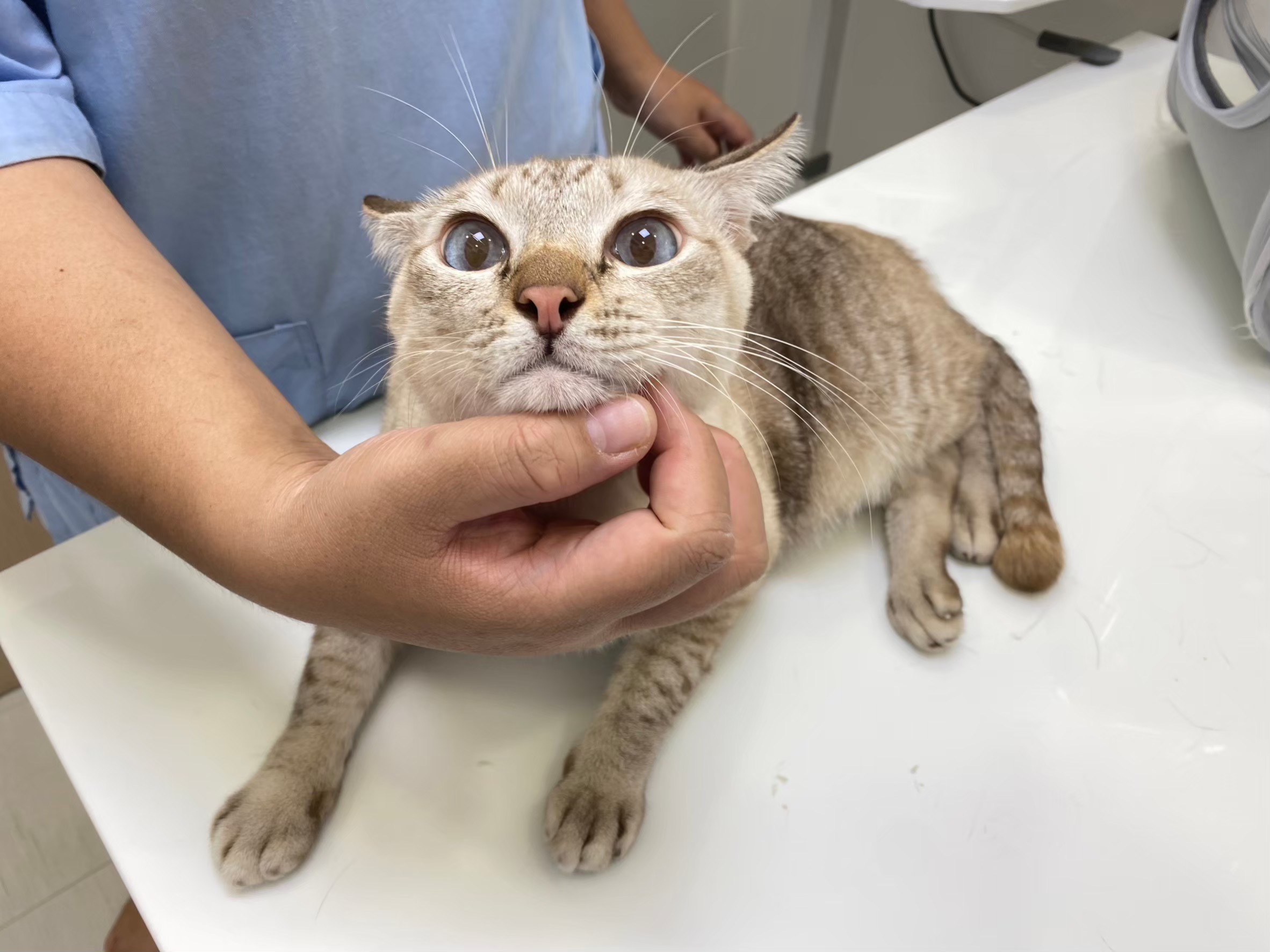 BangKaew Vet Clinic