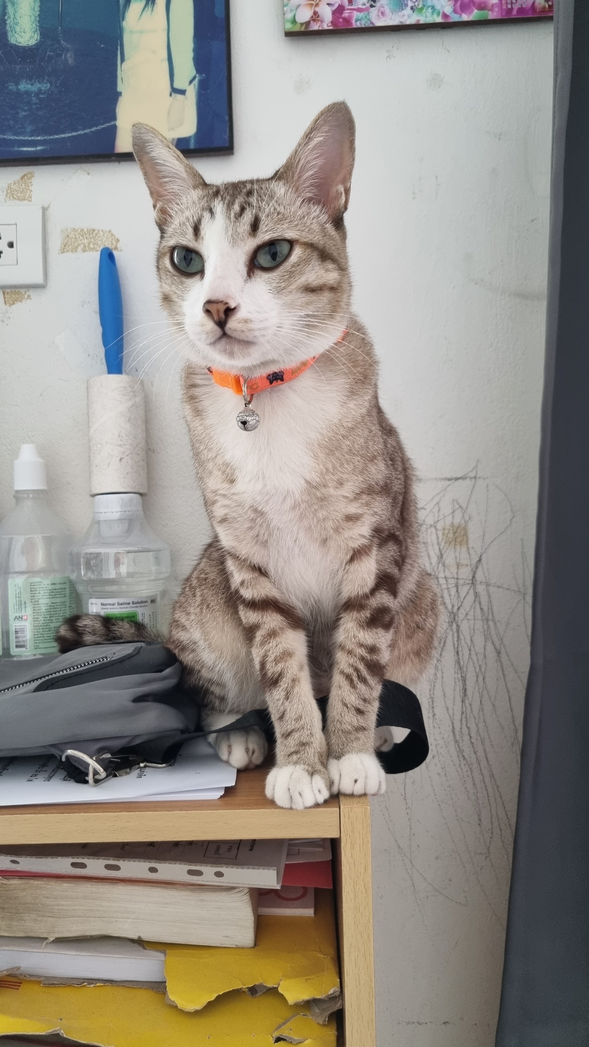 Bankhonpui Animalclinic