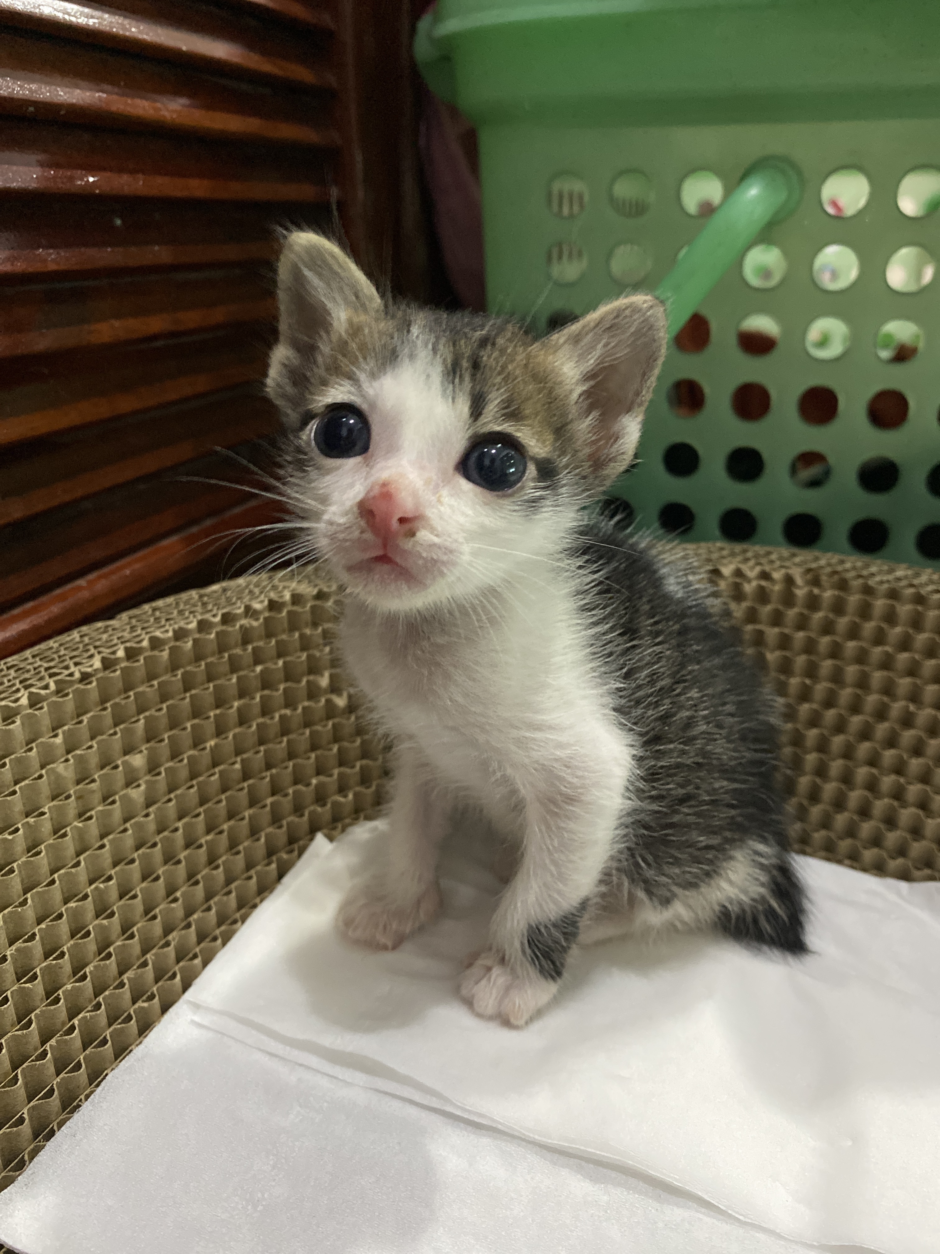 Grow far to treat animals