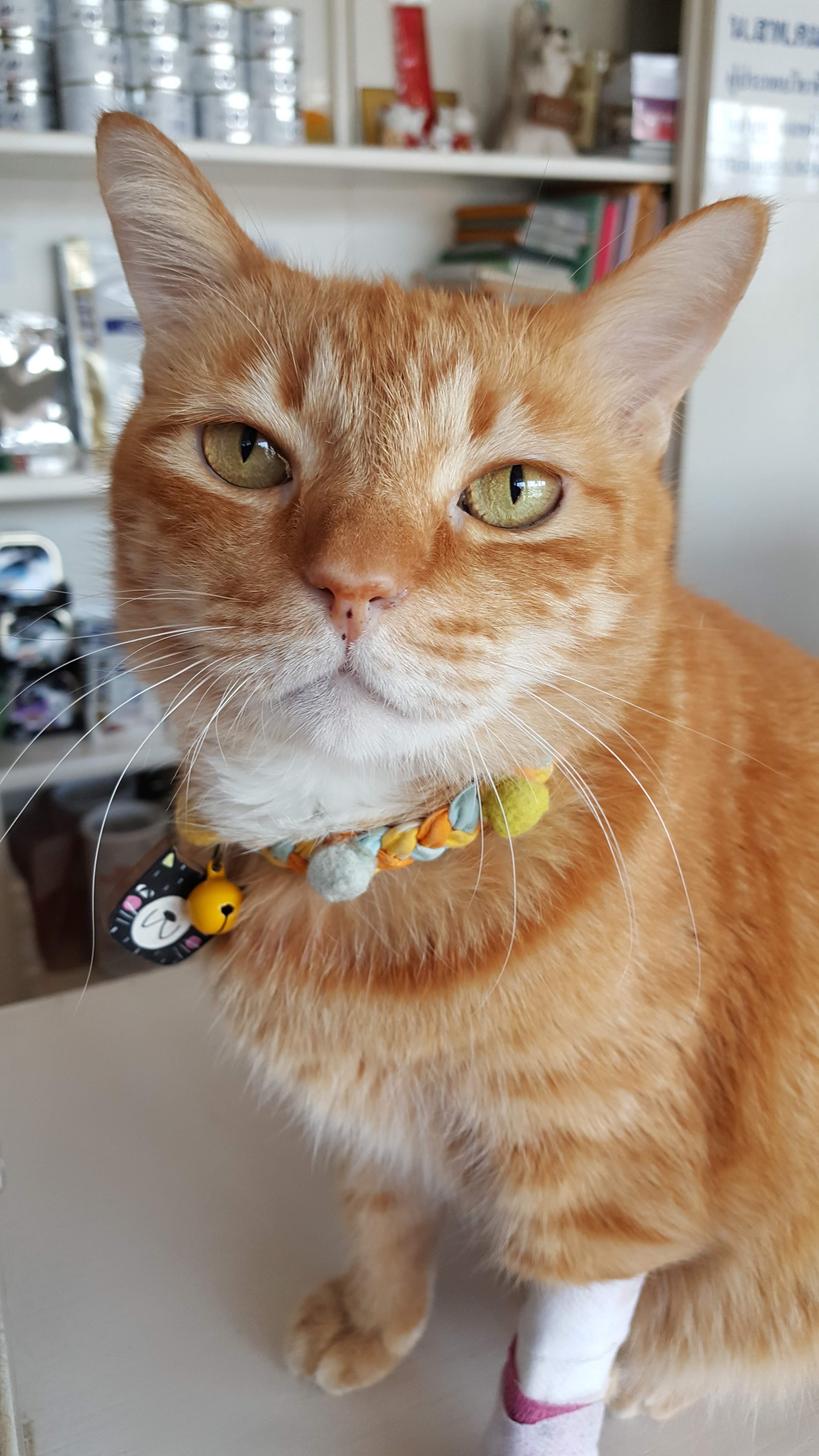 Mameaw Pet Clinic