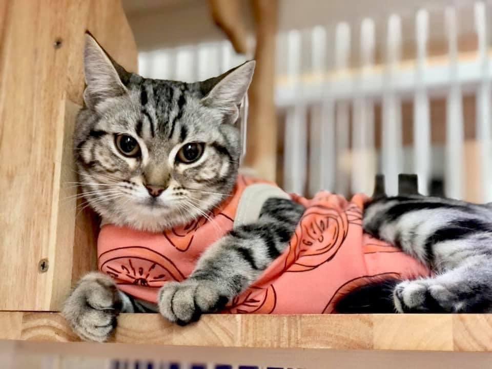 Mister Pet Animal Hospital