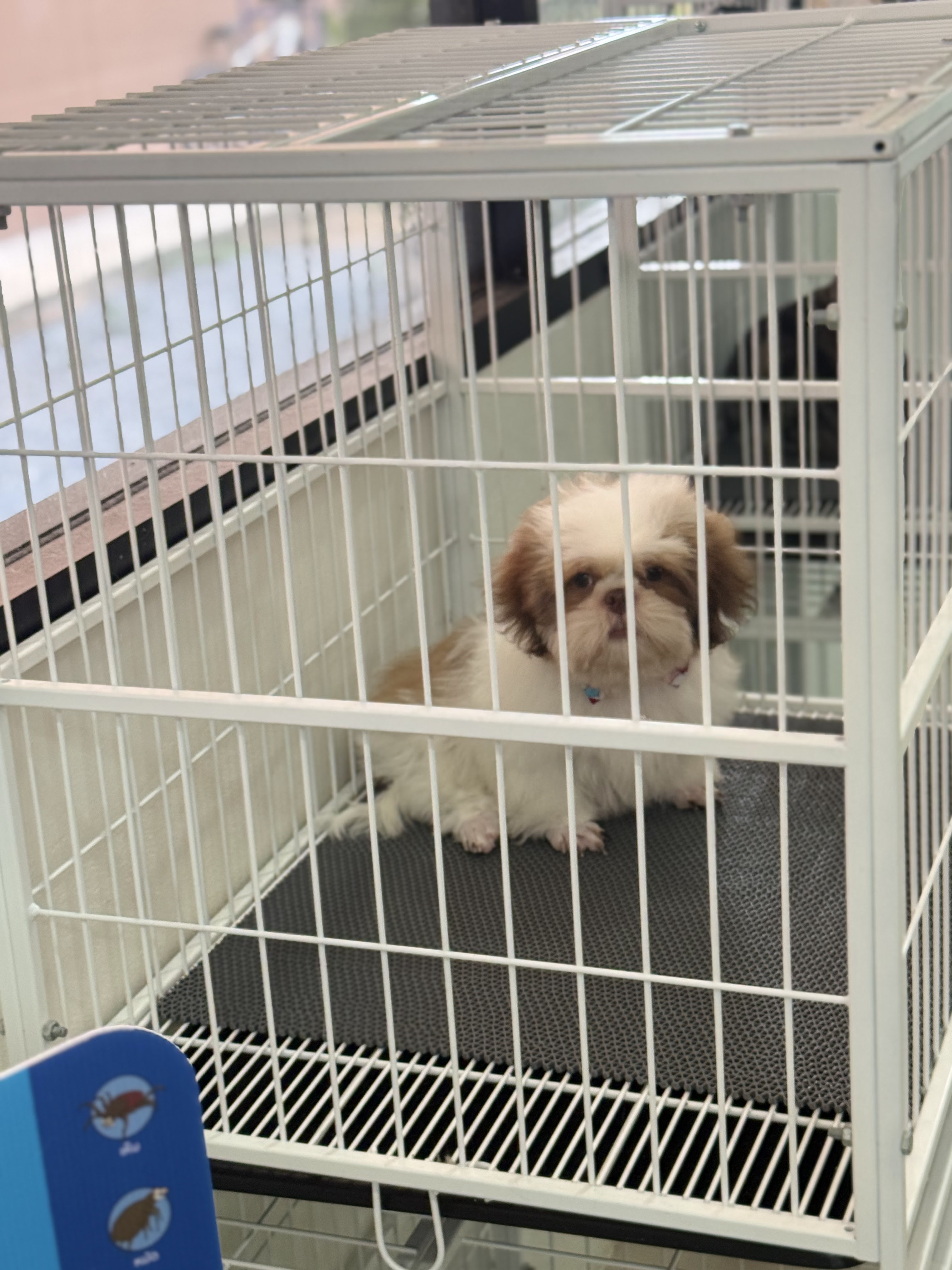 MOYA Pet Care) 6