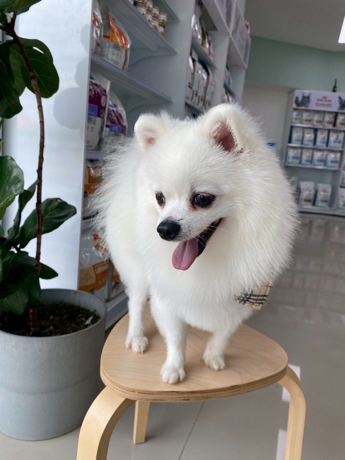 MOYA Pet Care