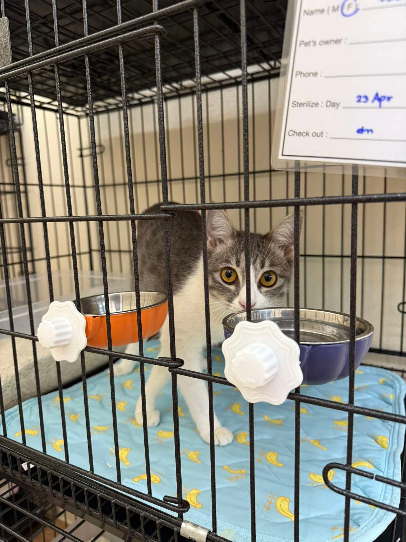 Myhomepetclinic