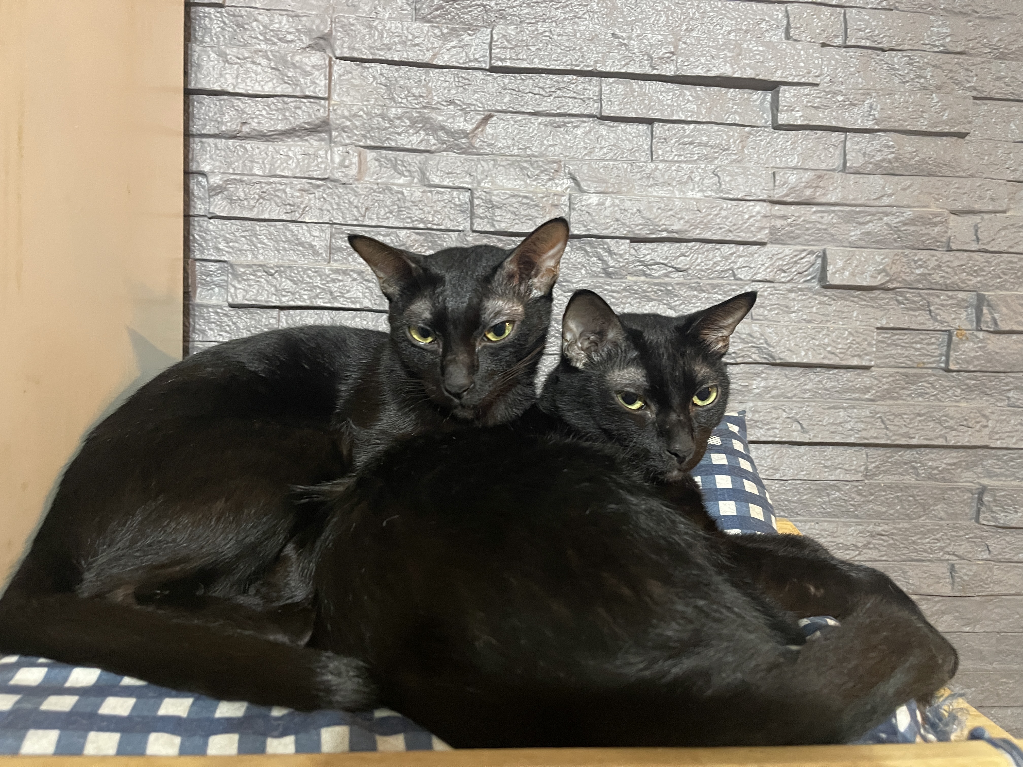 NK ANIMAL CLINIC