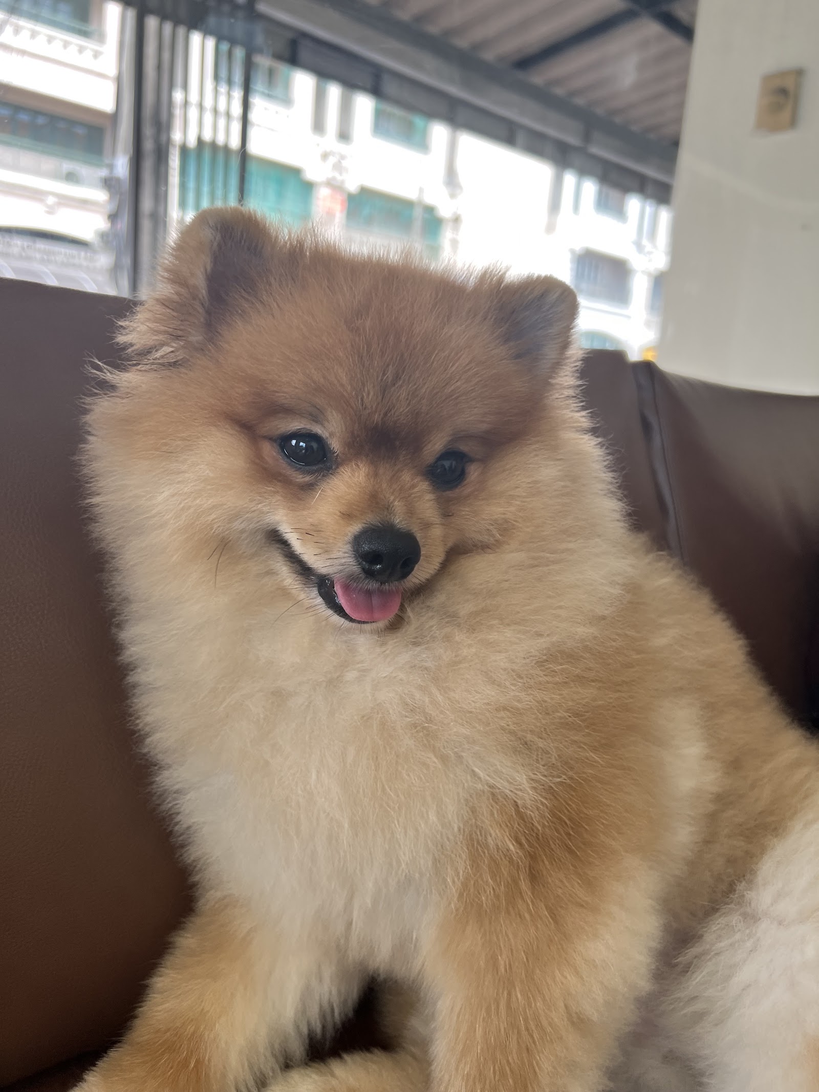 Pawtier Animal Hospital