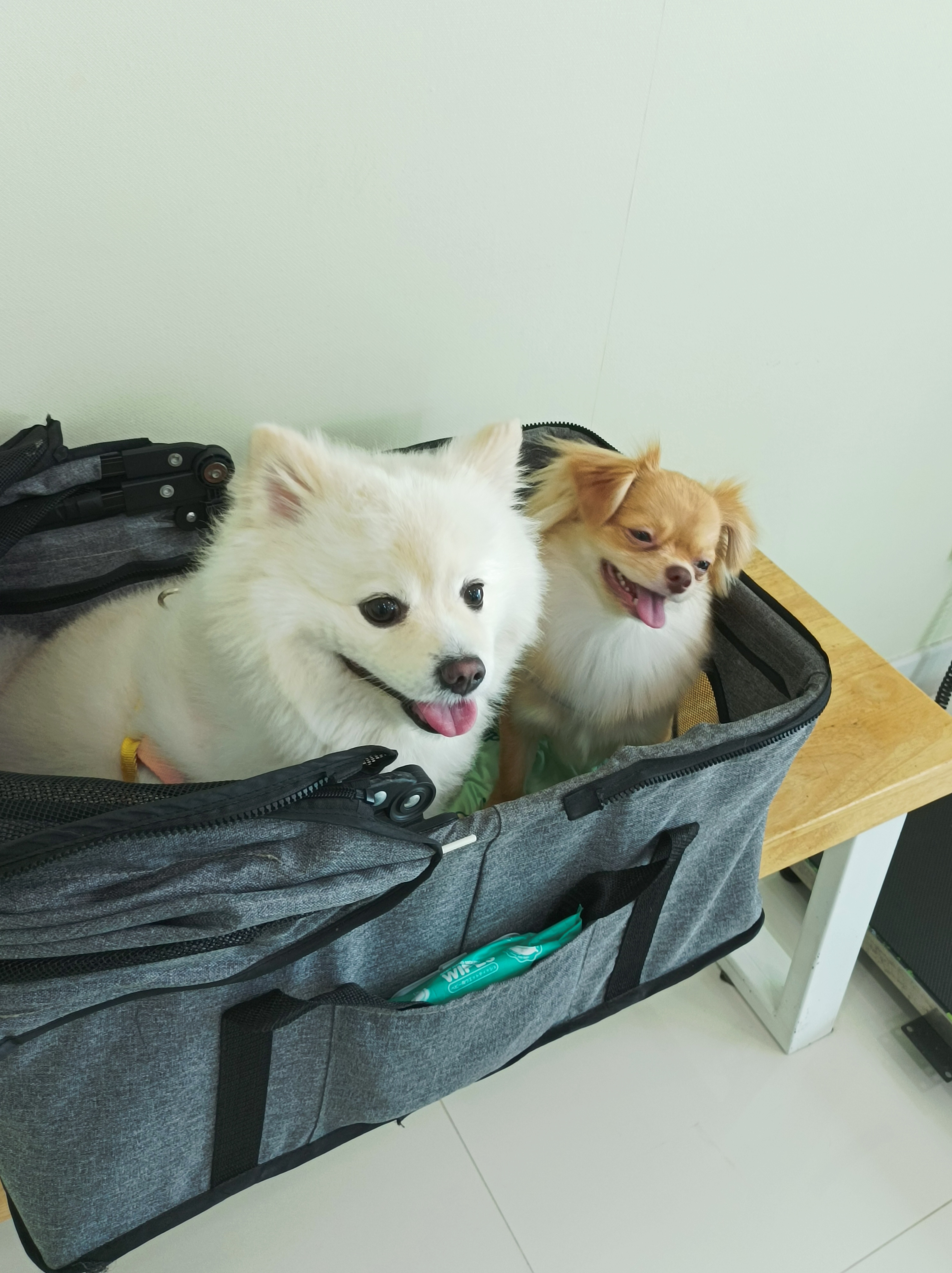 PET CURE Animal Clinic