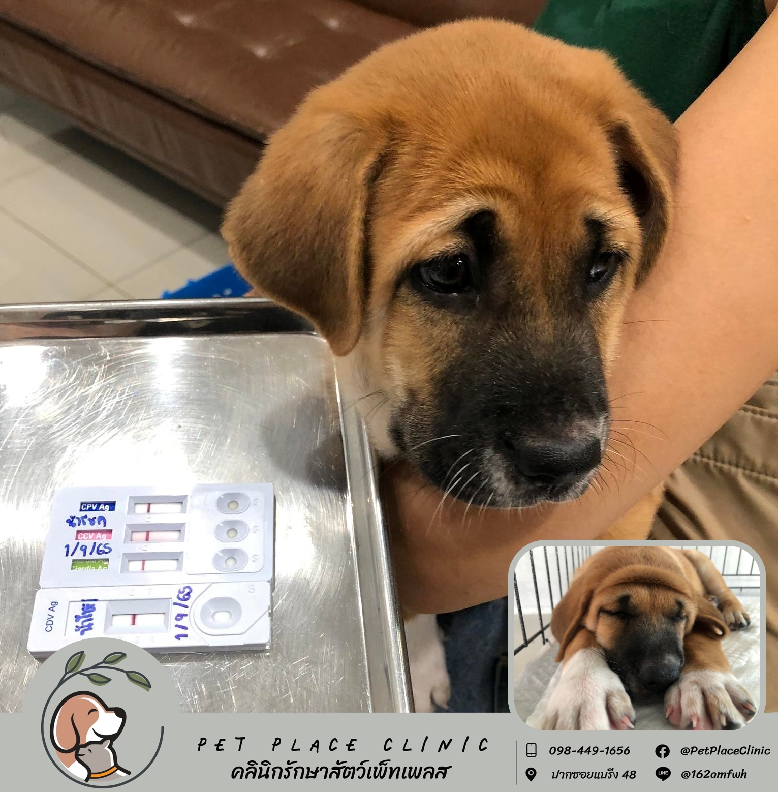 Pet Place Clinic