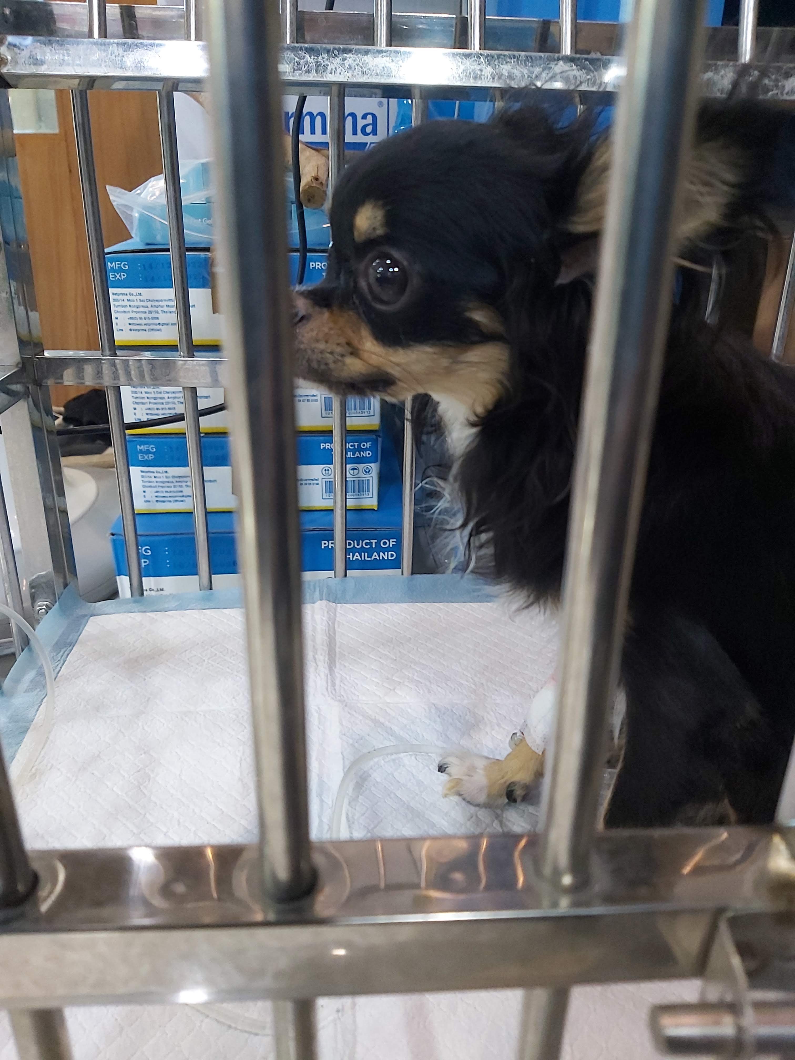 Pet Playground The veterinary center