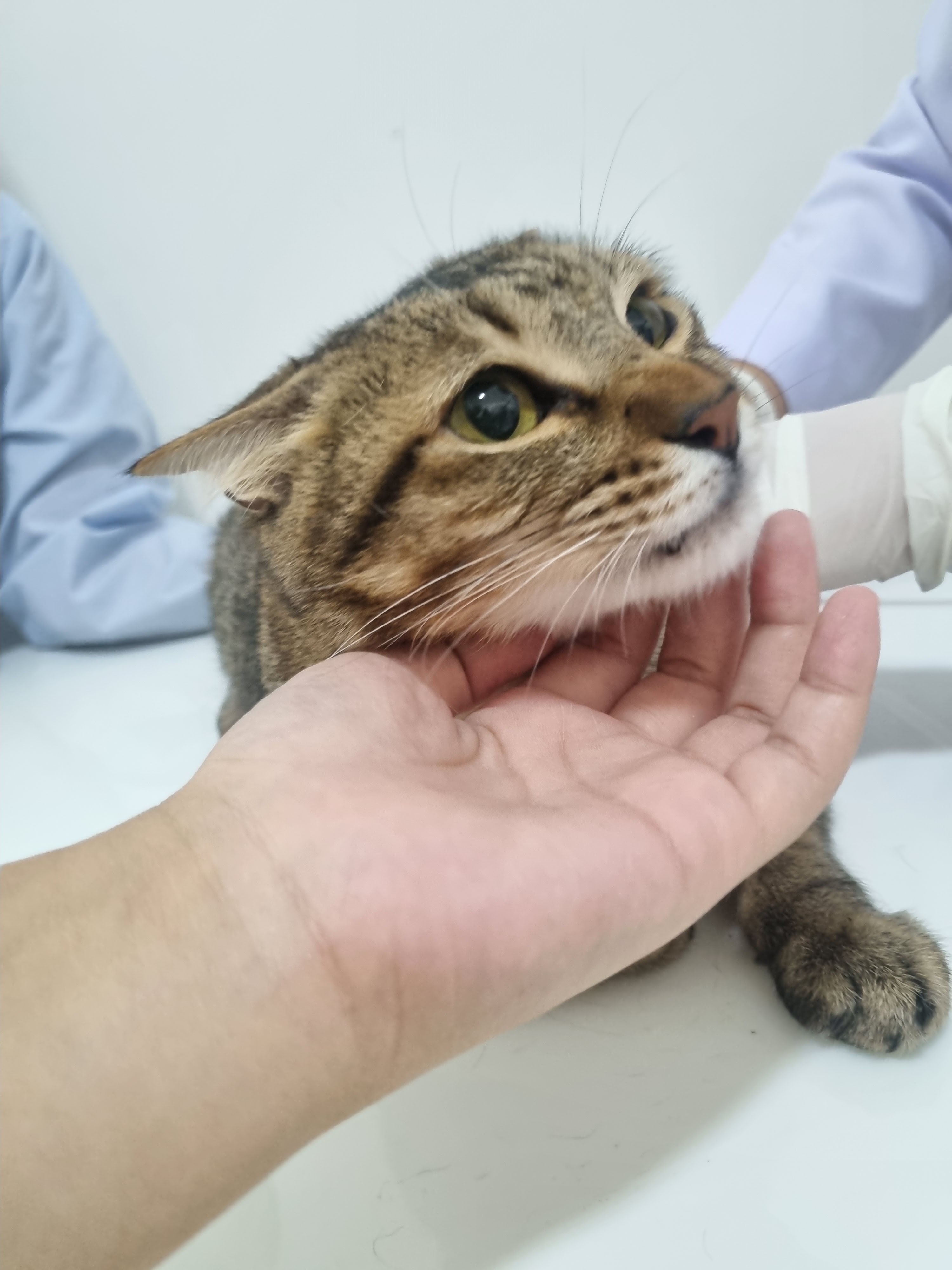 Pet Villa clinic