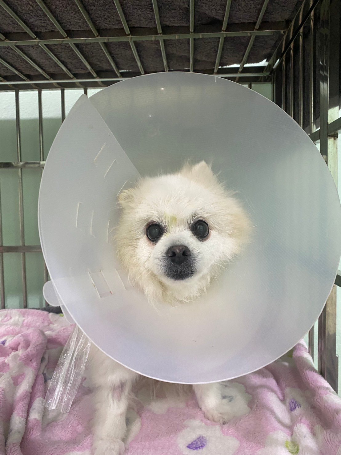 Petku Animal hospital Bang Pu