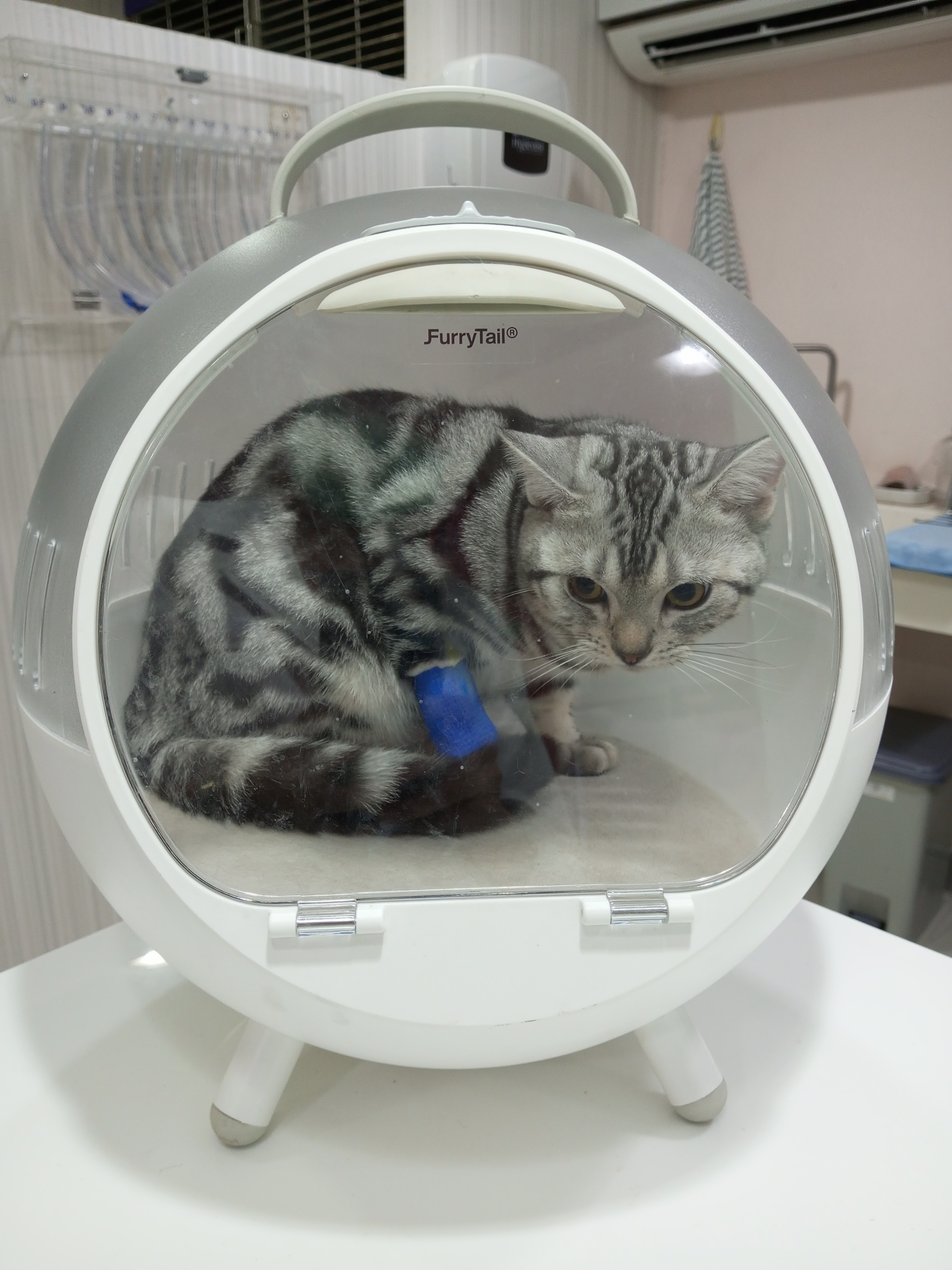 Saint Raphael Animal Hospital