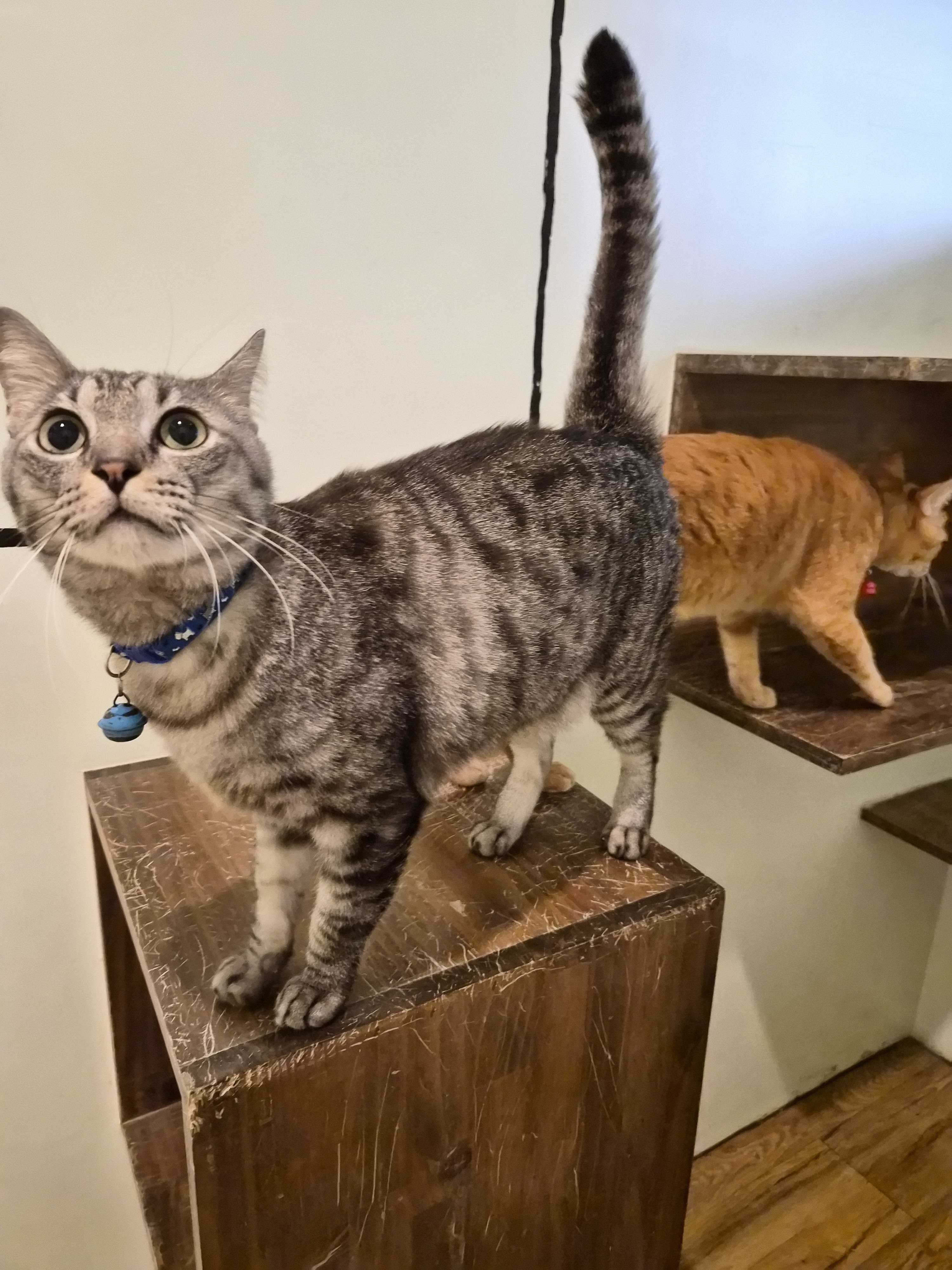 Sirinkarin Animal Hospital