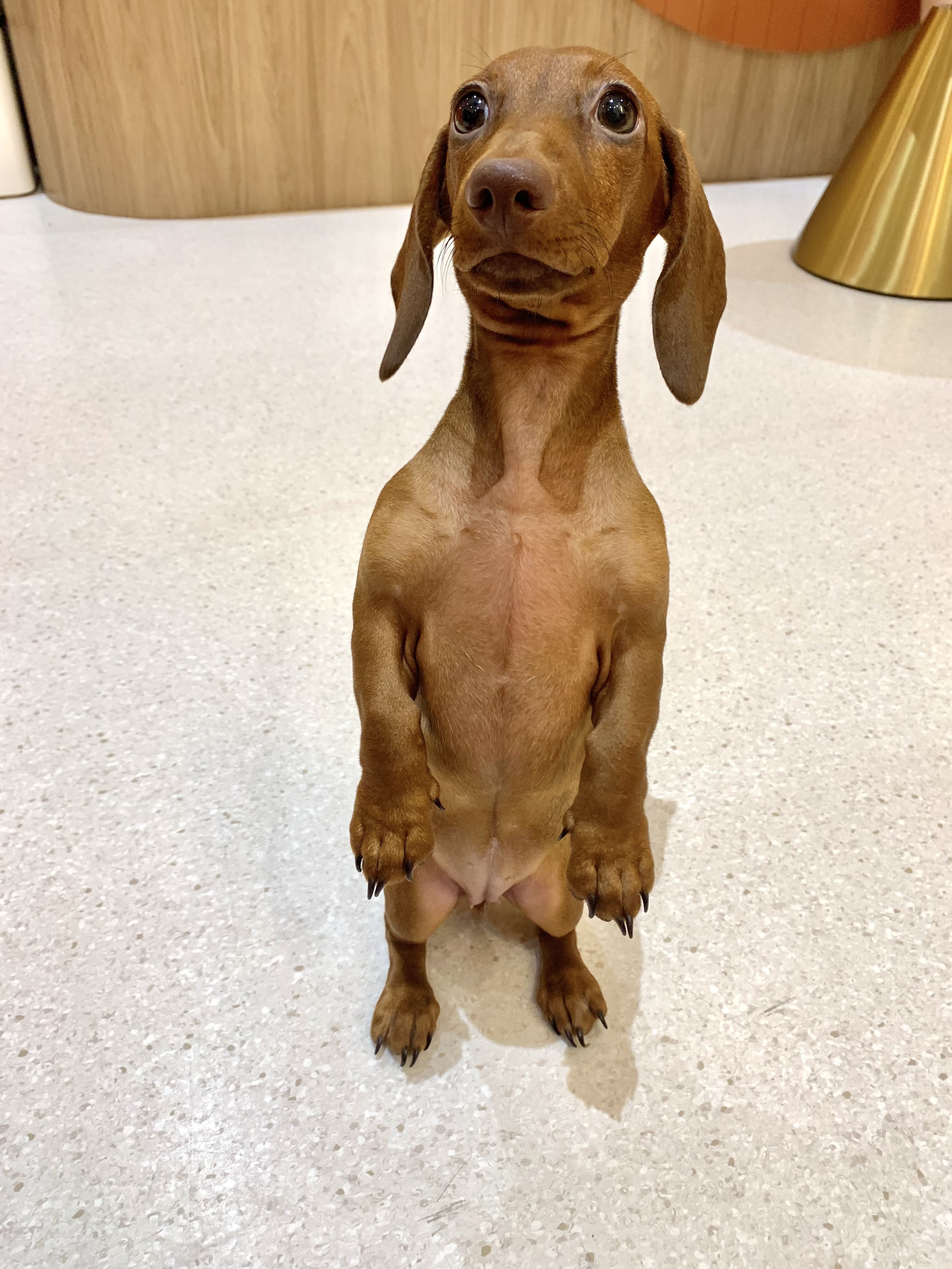 Ultravet Pet Wellness Clinic
