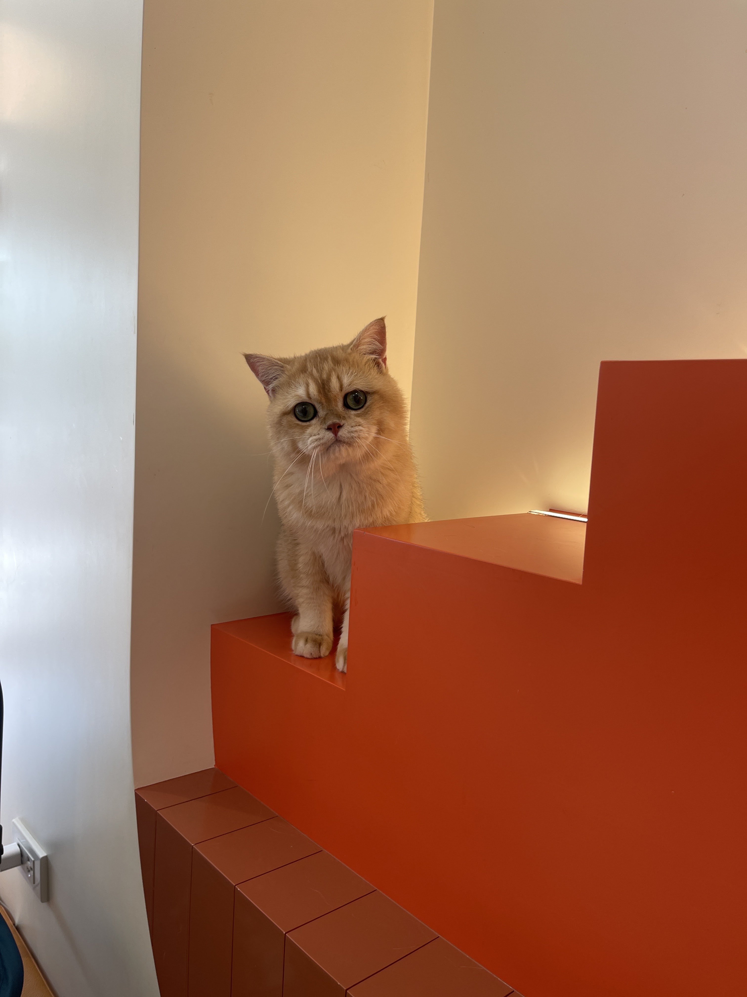 Ultravet Pet Wellness Clinic
