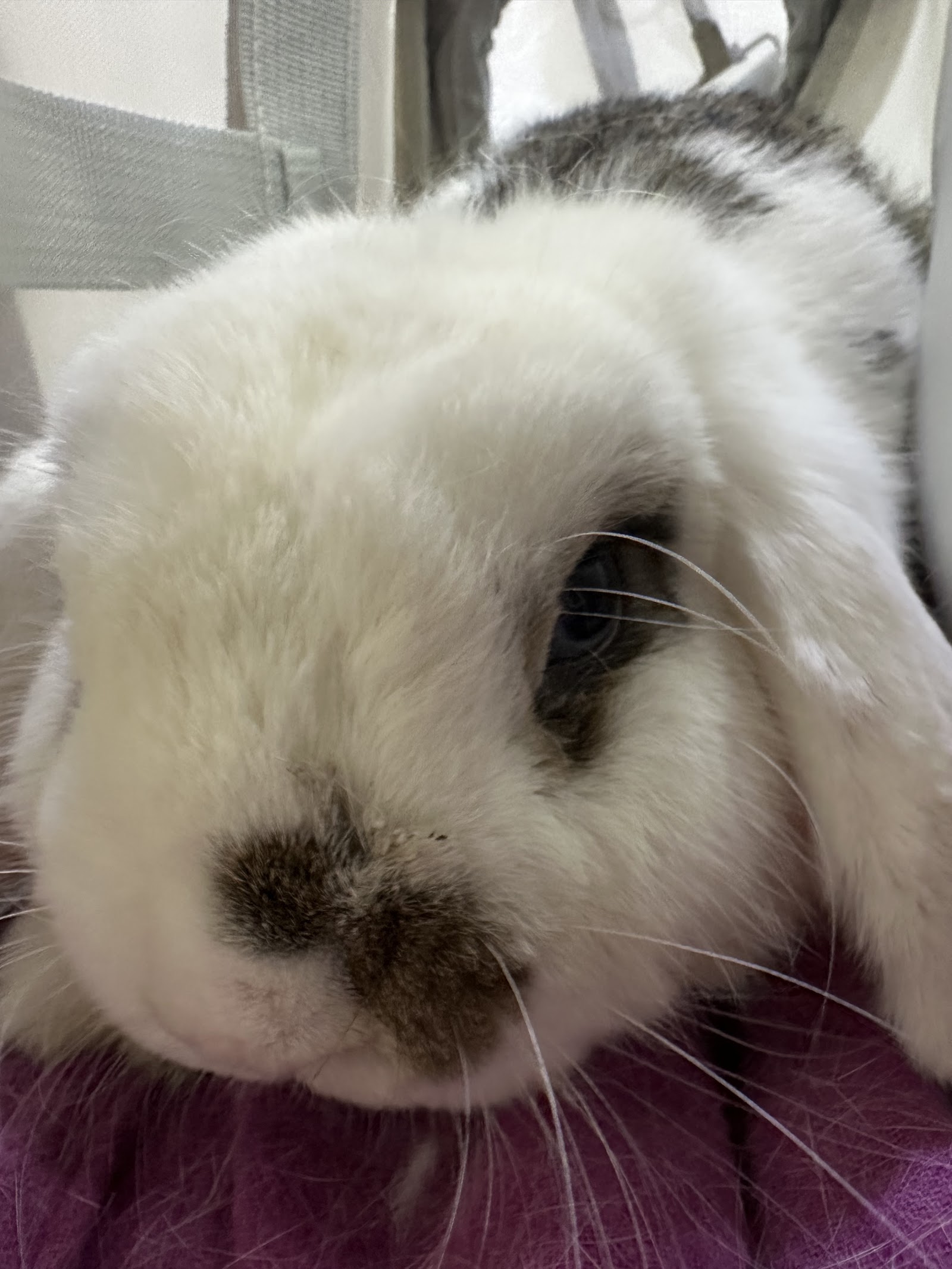 UVET Animal Hospital Bangna