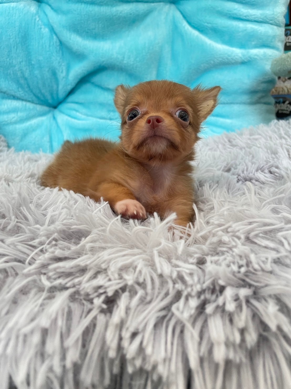 Dog and Cat Pet Center