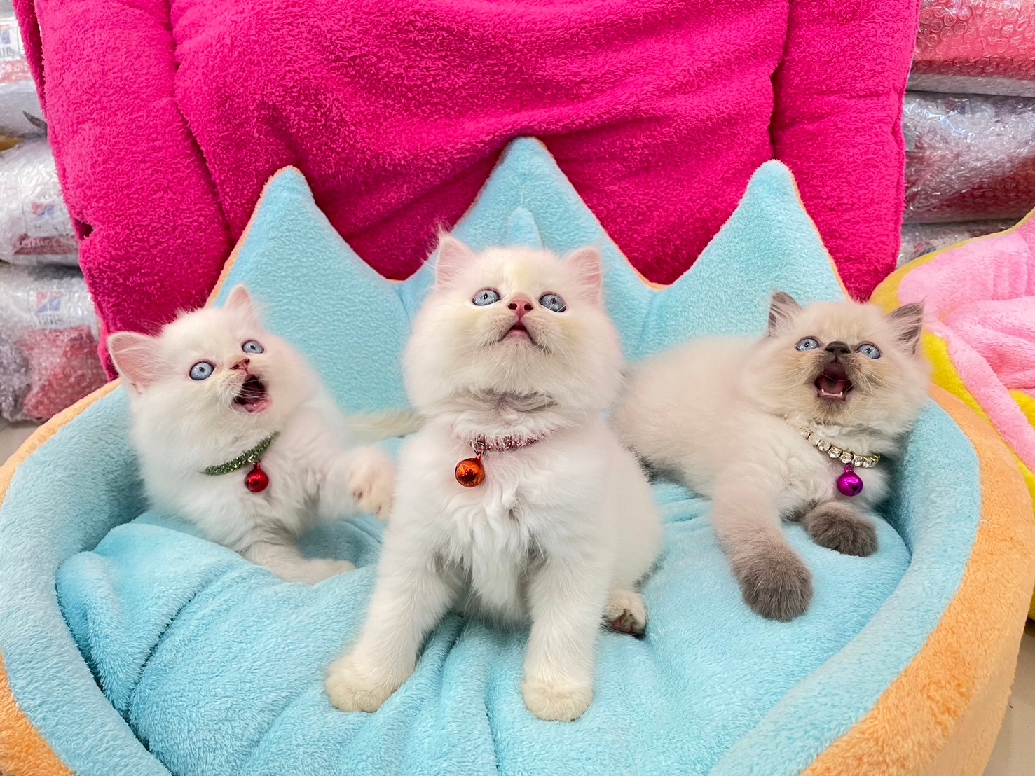 Dog and Cat Pet Center