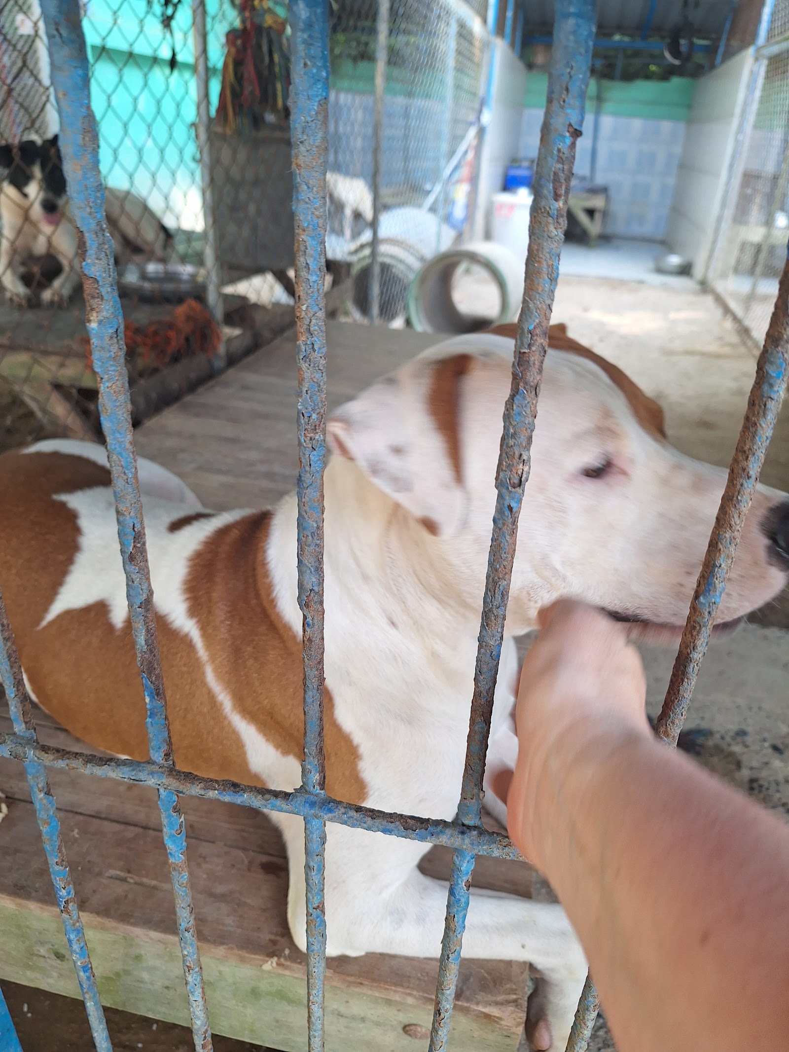 Dog and Cat Rescue Samui Foundation Ban Taling Ngam