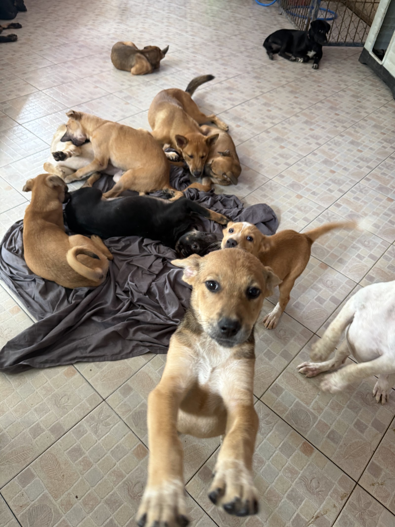 Dog and Cat Rescue Samui Foundation Ban Taling Ngam