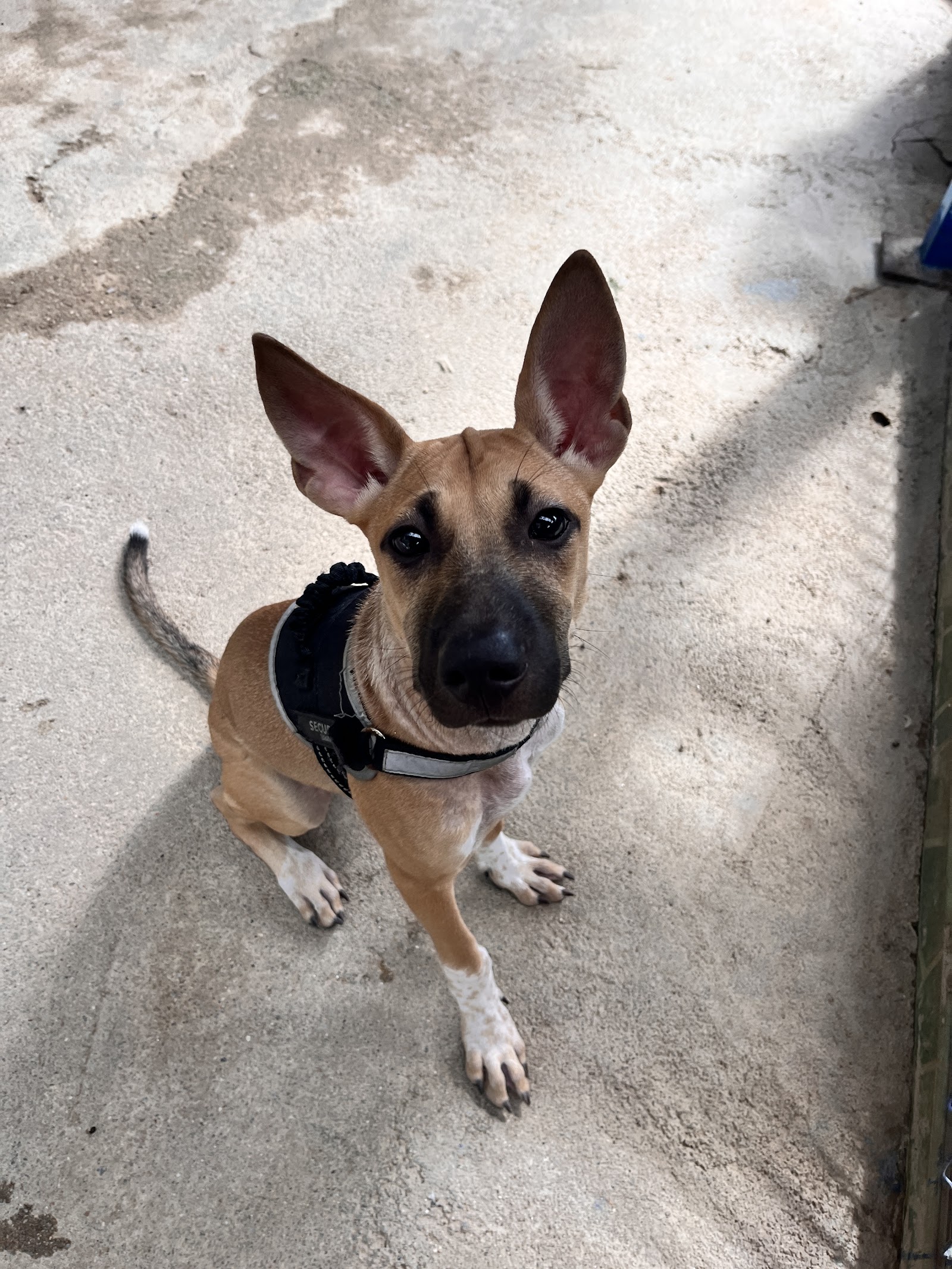 Dog and Cat Rescue Samui Foundation Ban Taling Ngam