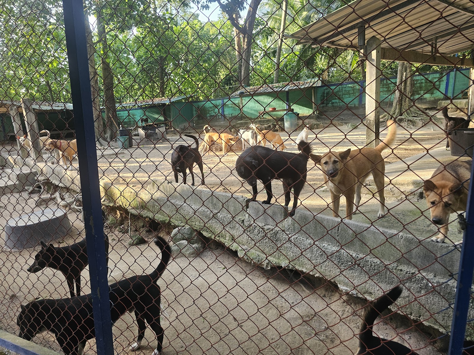 Dog and Cat Rescue Samui Foundation Ban Taling Ngam