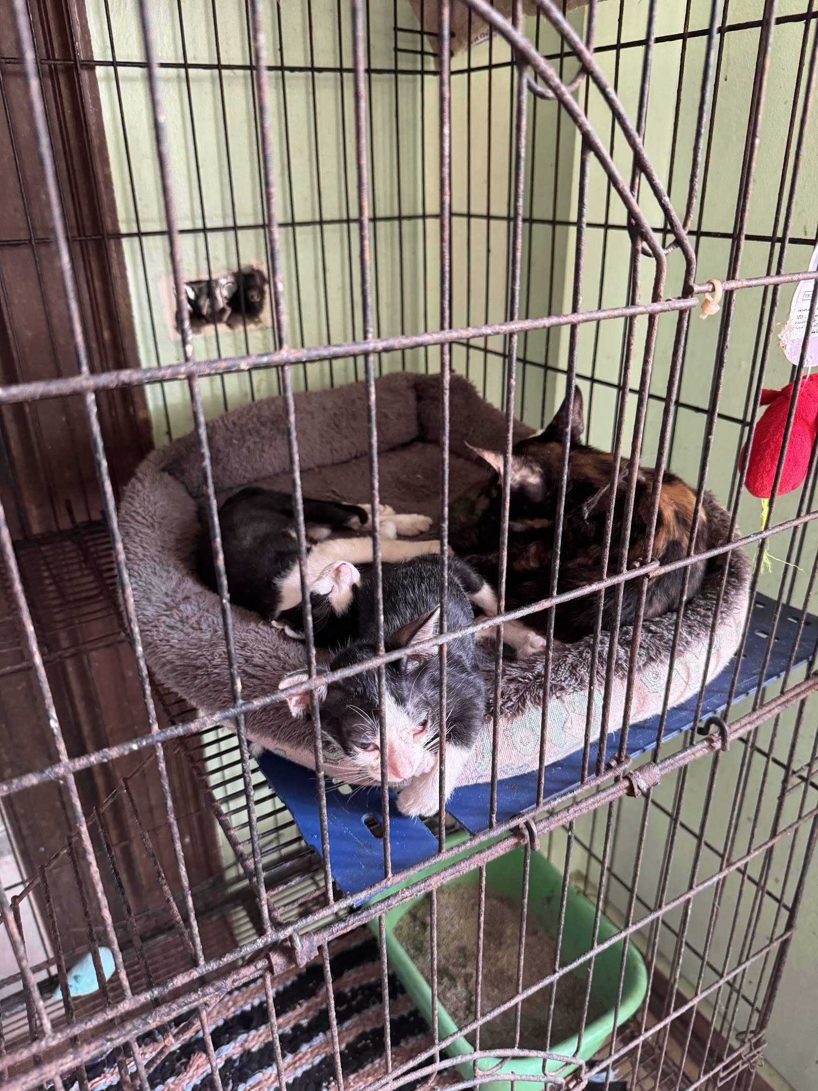 Dog and Cat Rescue Samui Foundation