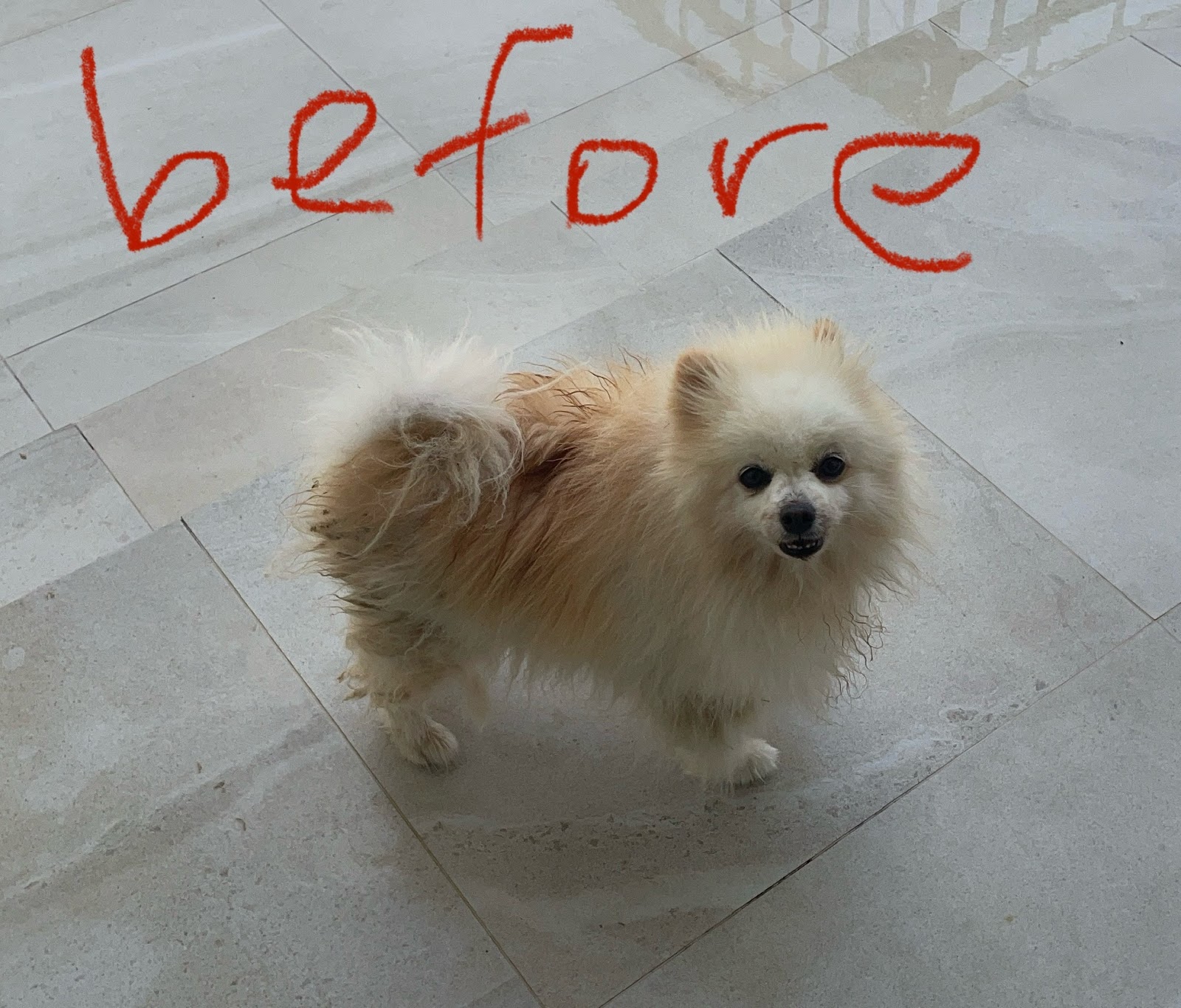 Happy Dog & Cat Grooming