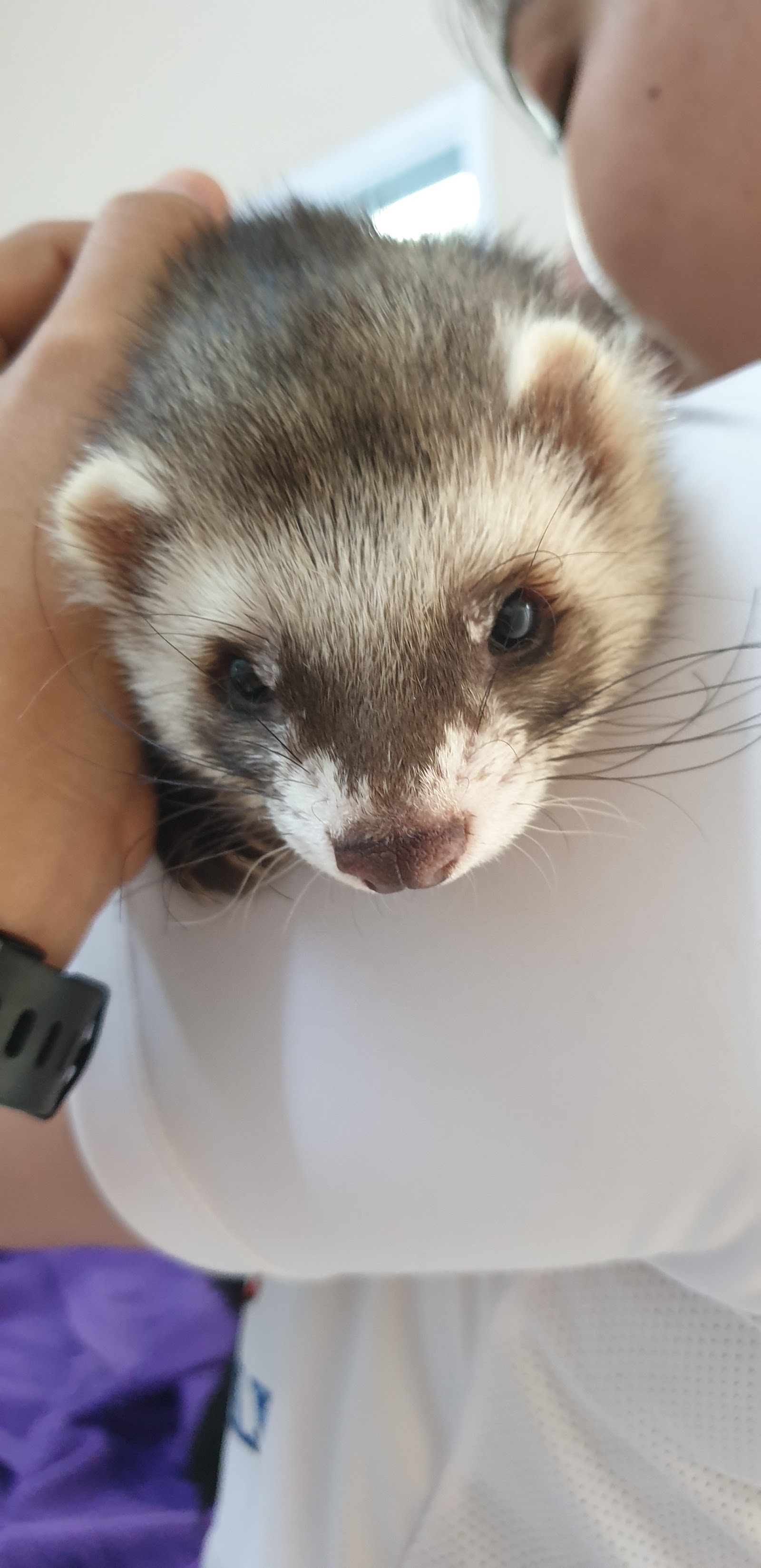 KMC Vet Clinic and Grooming