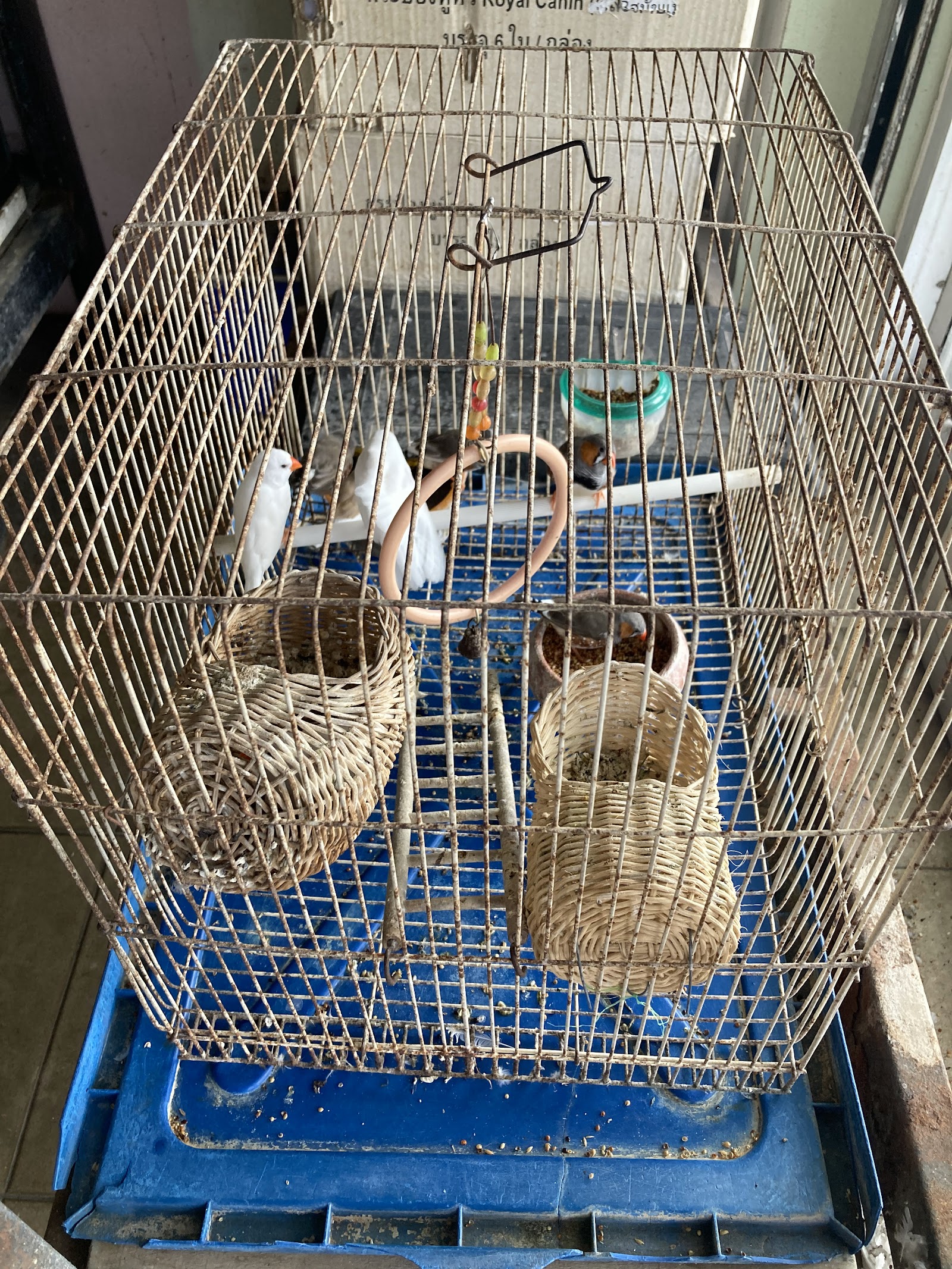 Kosin Petshop