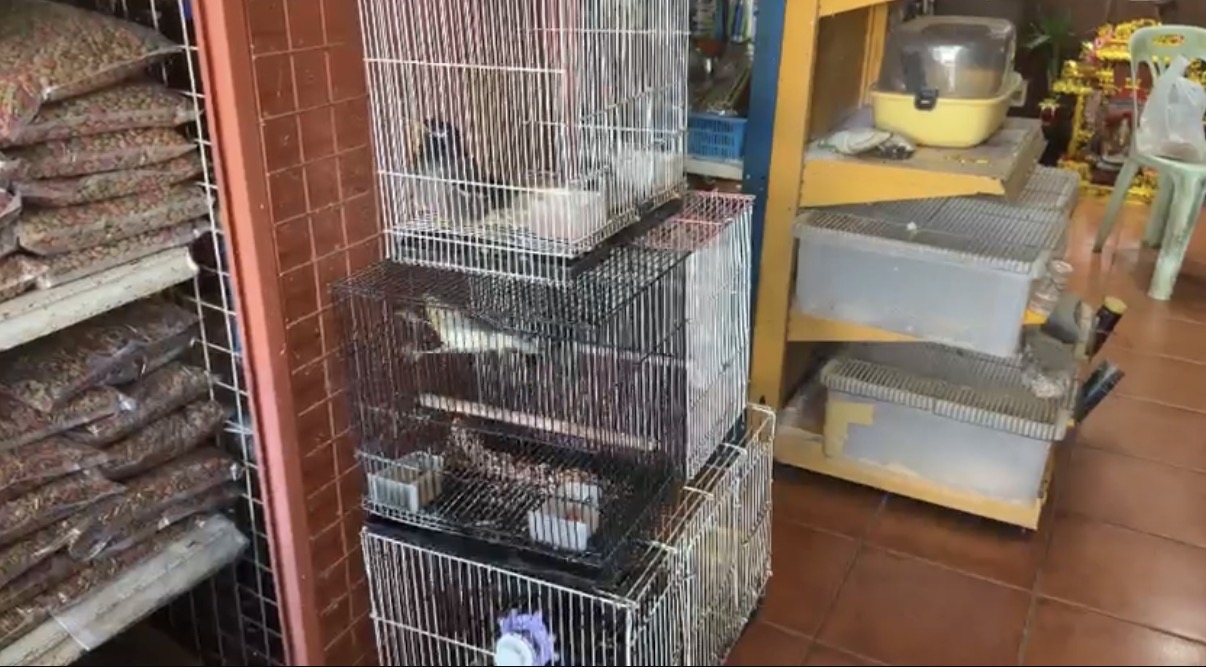 Kosin Petshop