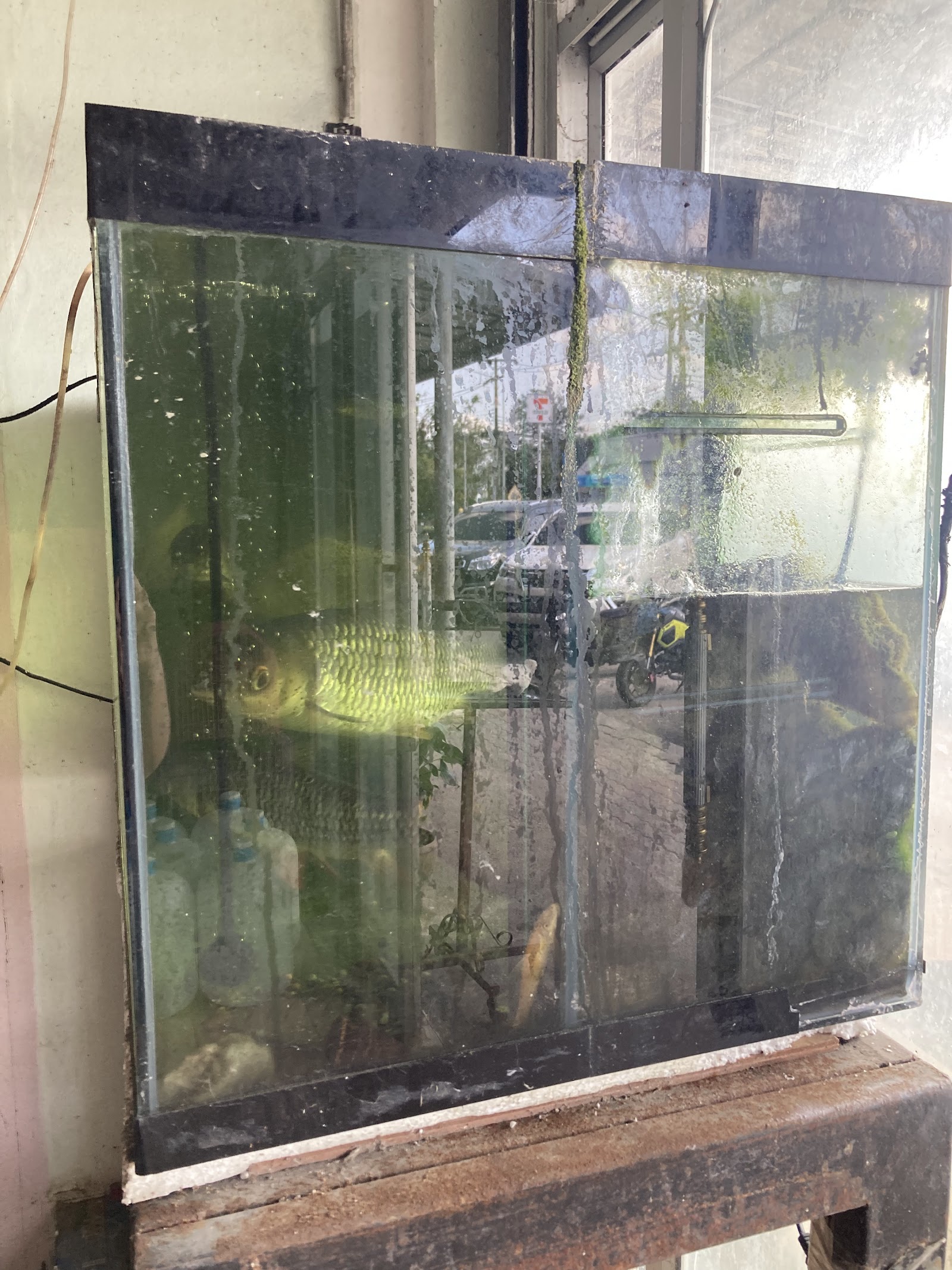 Kosin Petshop