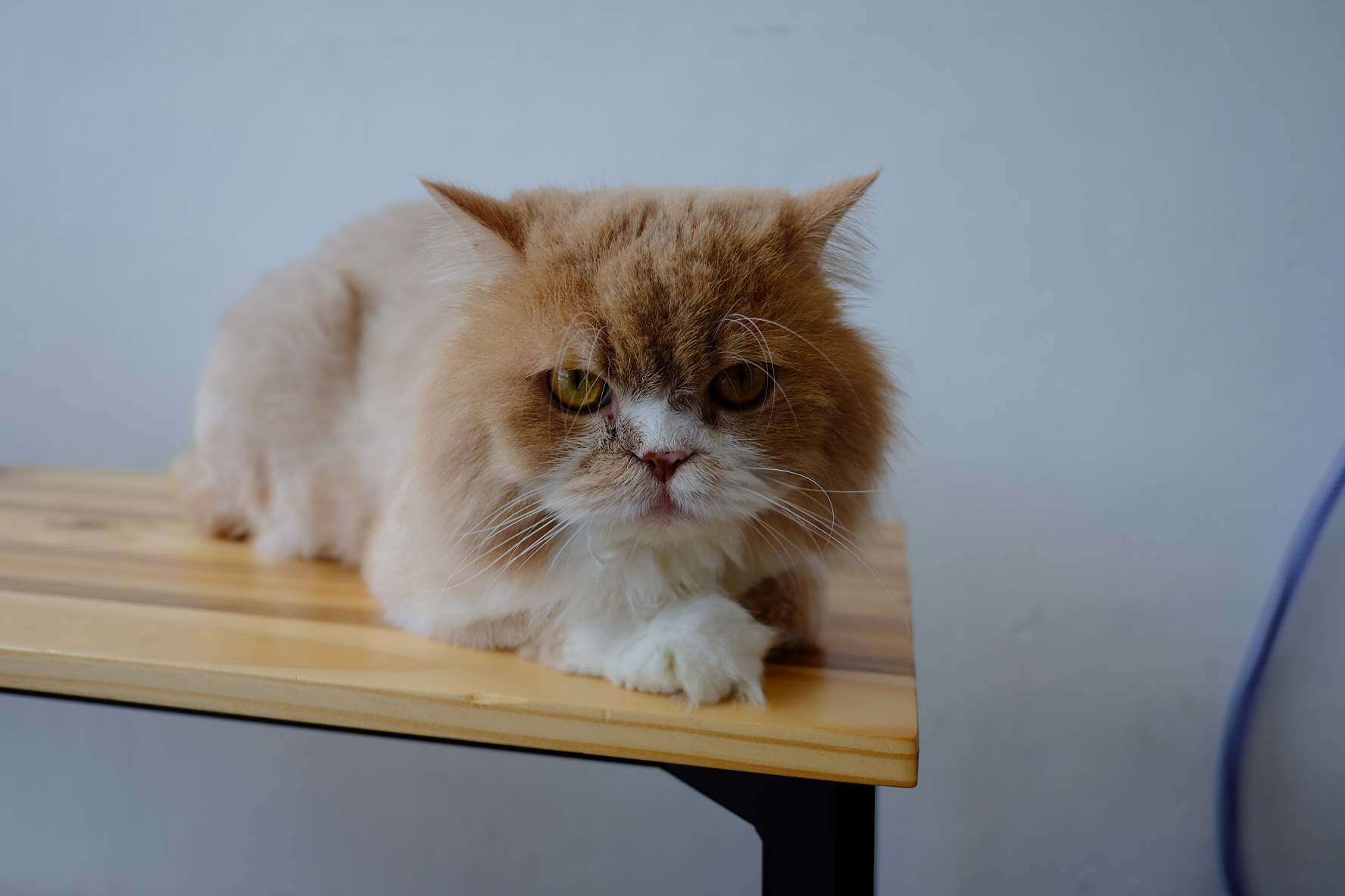 Meanam Veterinarian Clinic
