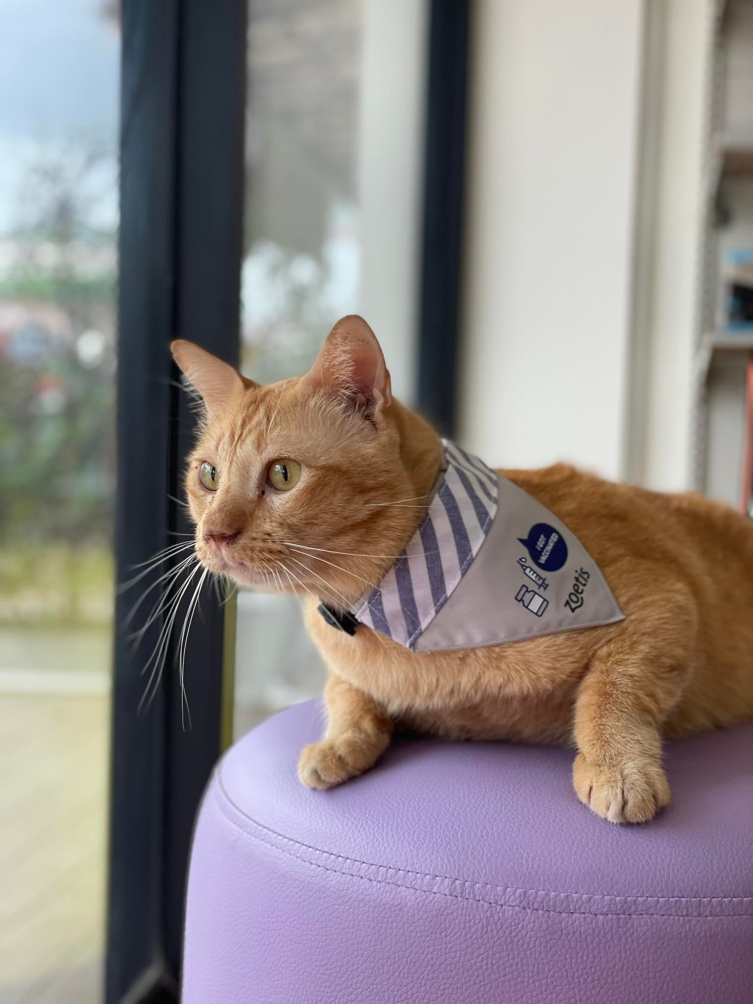 MUEANG ROI KOH Animal Hospital