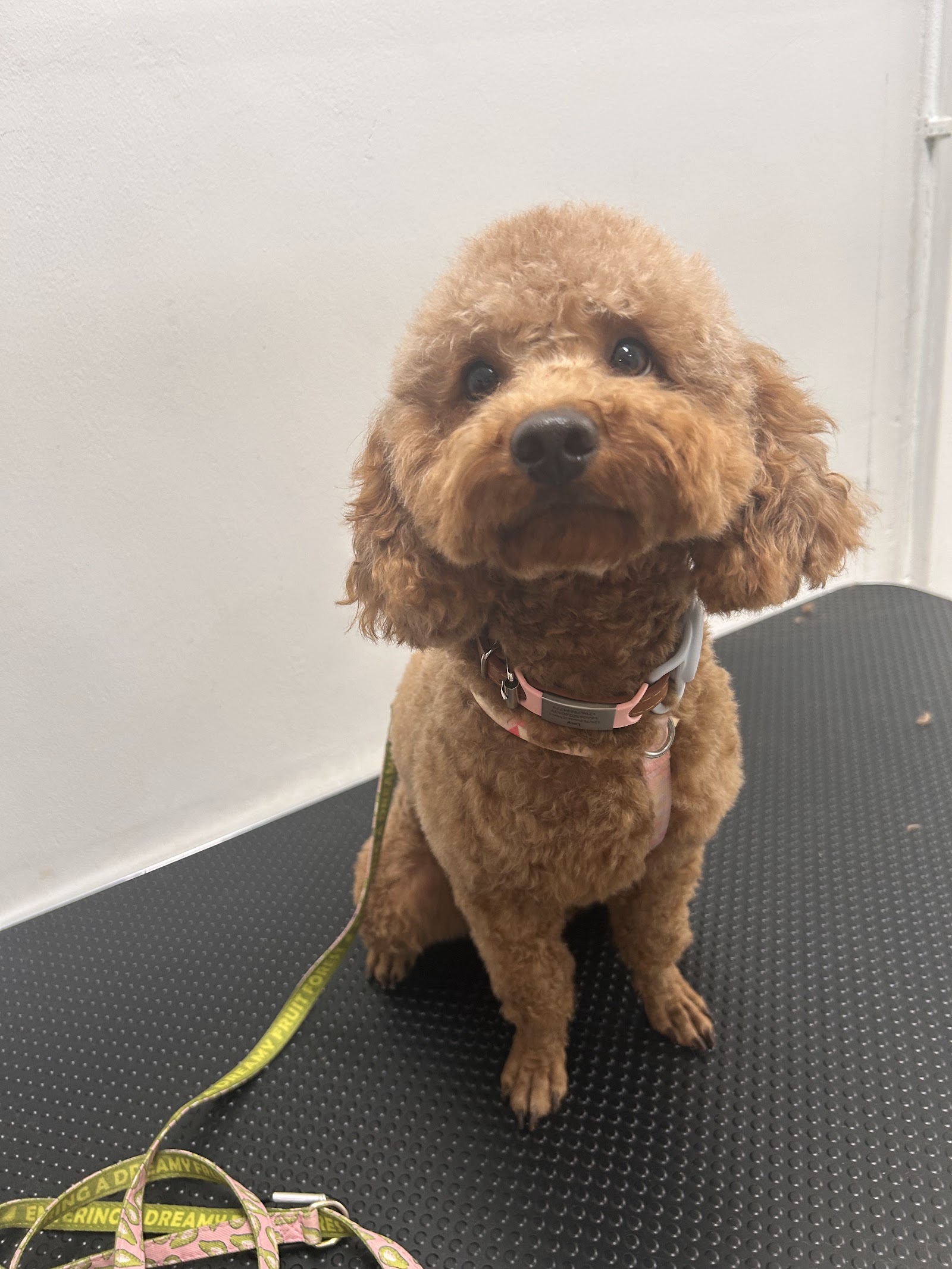Paradise DoG Club
