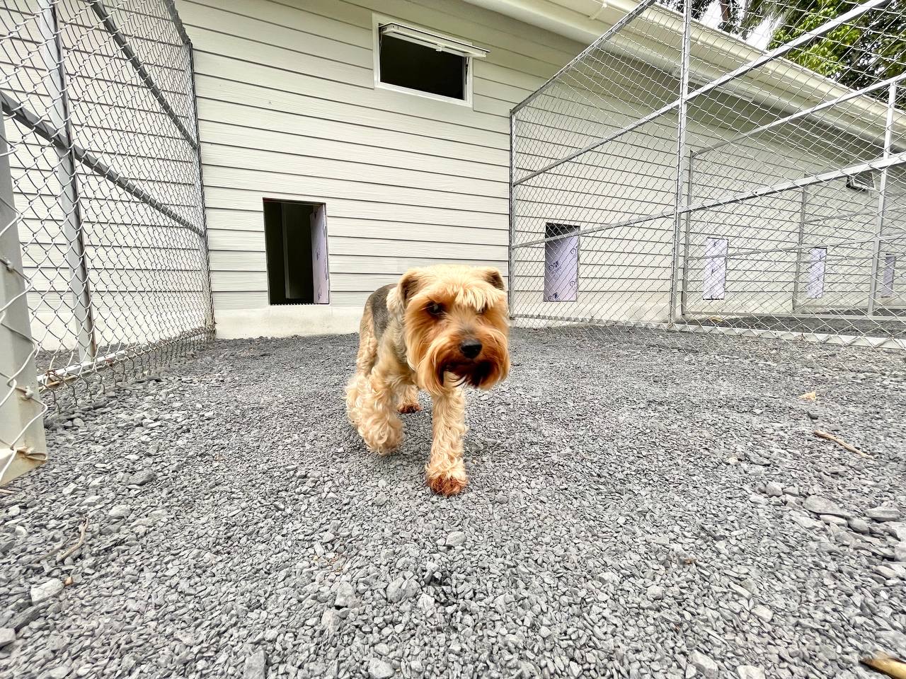 Paradise DoG Club