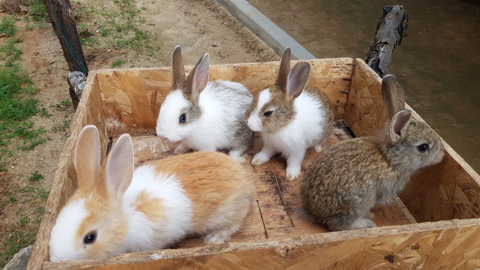 Rabbit farm, house in the mountains