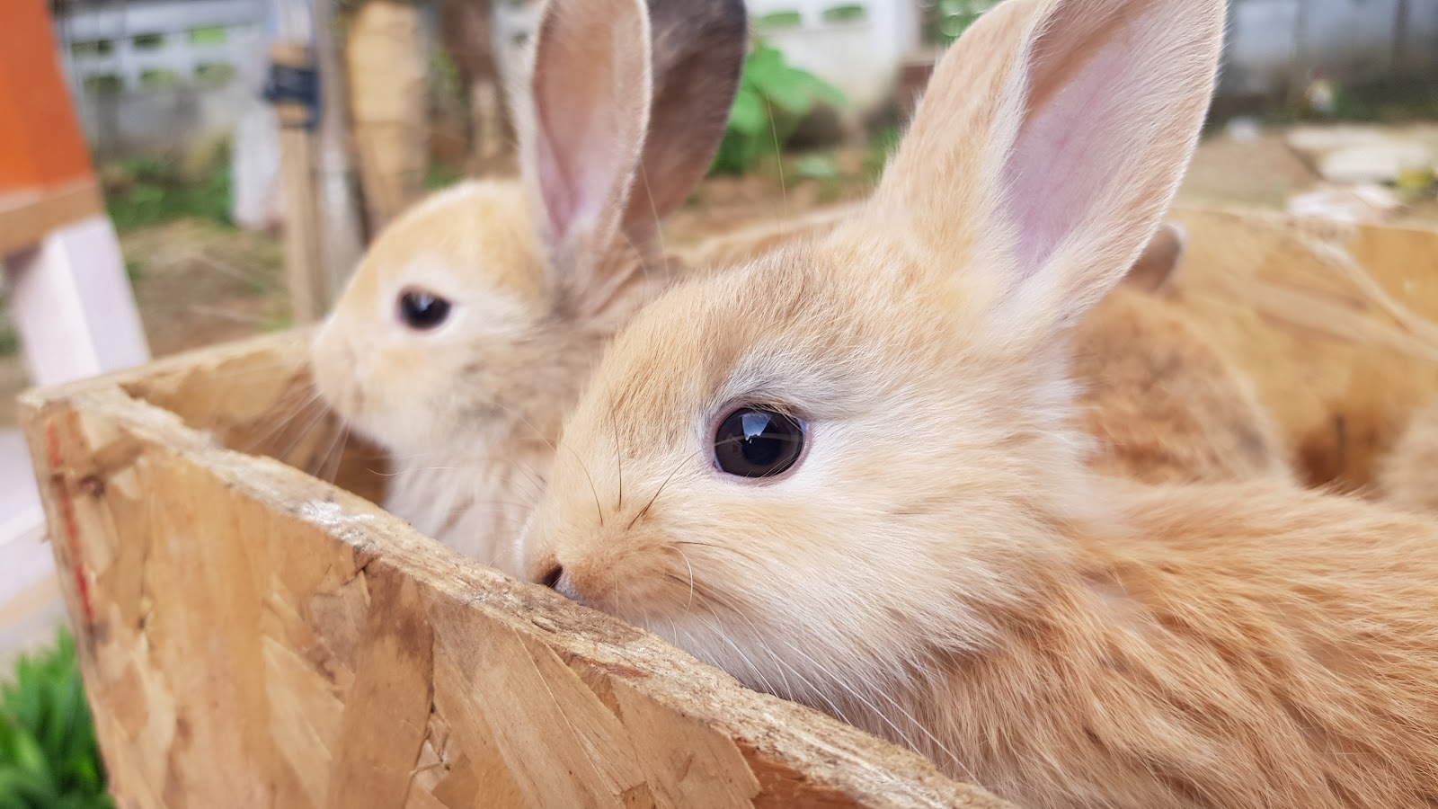 Rabbit farm, house in the mountains
