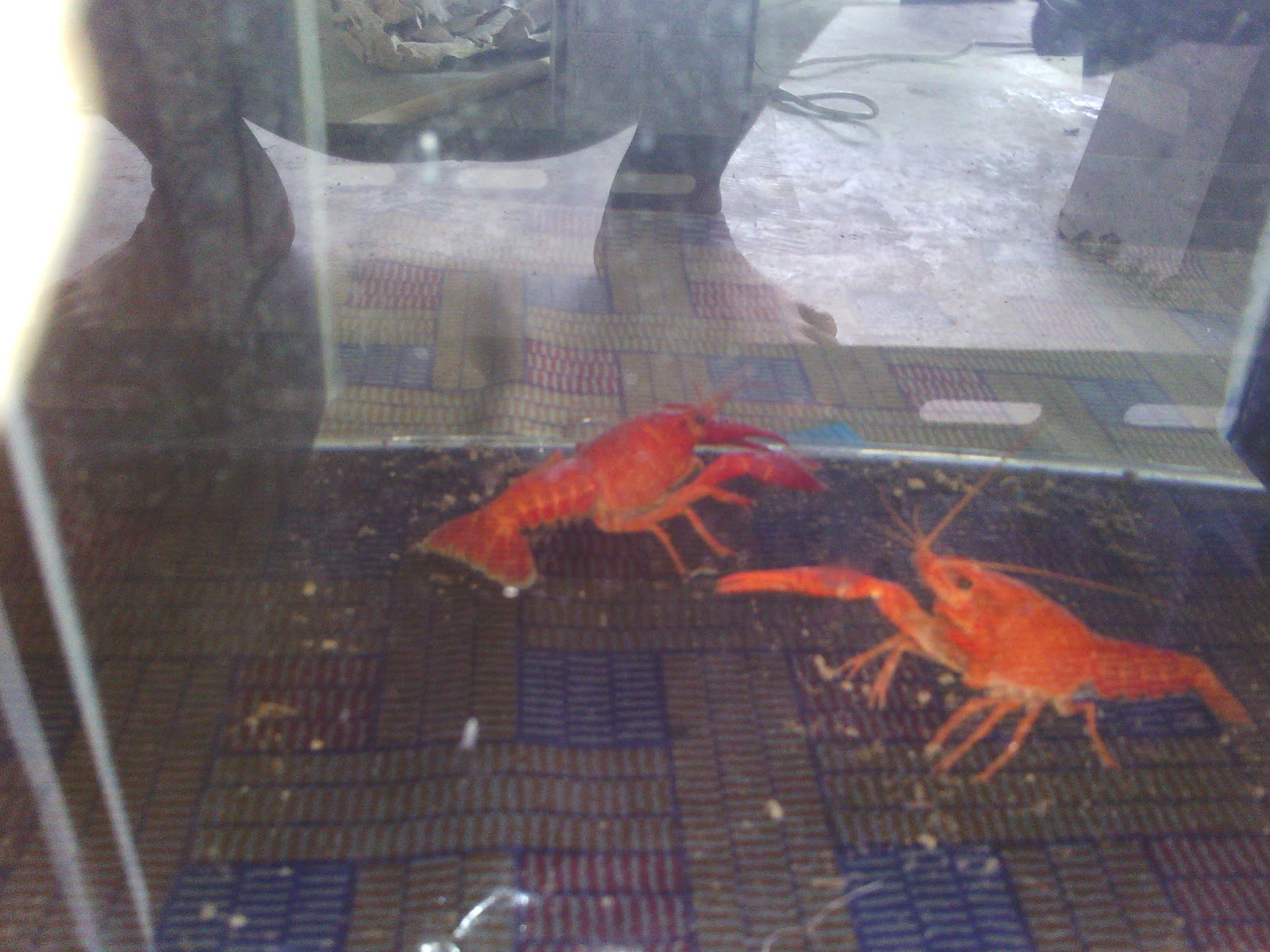 Red Lobster, Crayfish Shrimp, Surat