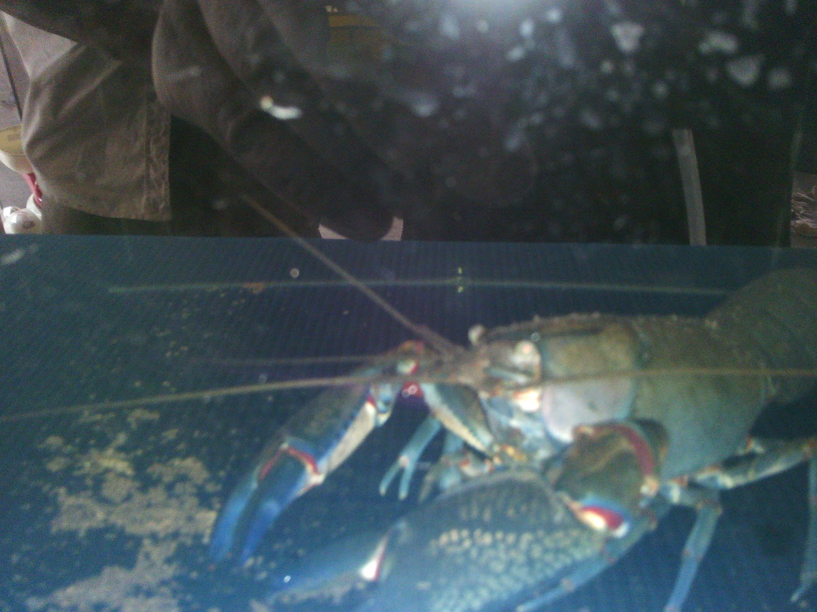 Red Lobster, Crayfish Shrimp, Surat